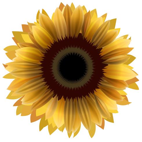 Free Free 319 Sunflower Clip Art Svg SVG PNG EPS DXF File