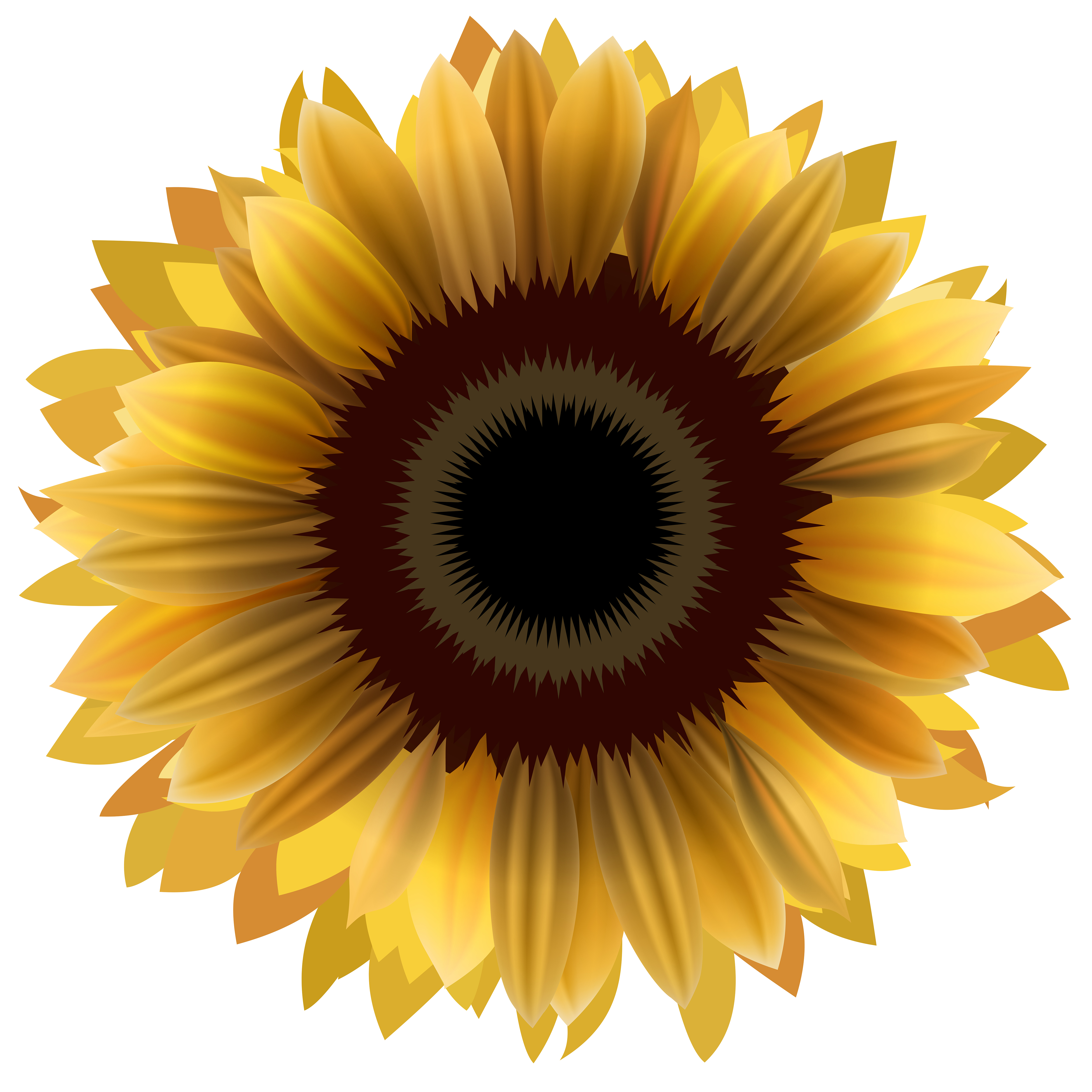 Download Illustration of sunflower isolated on white background ...