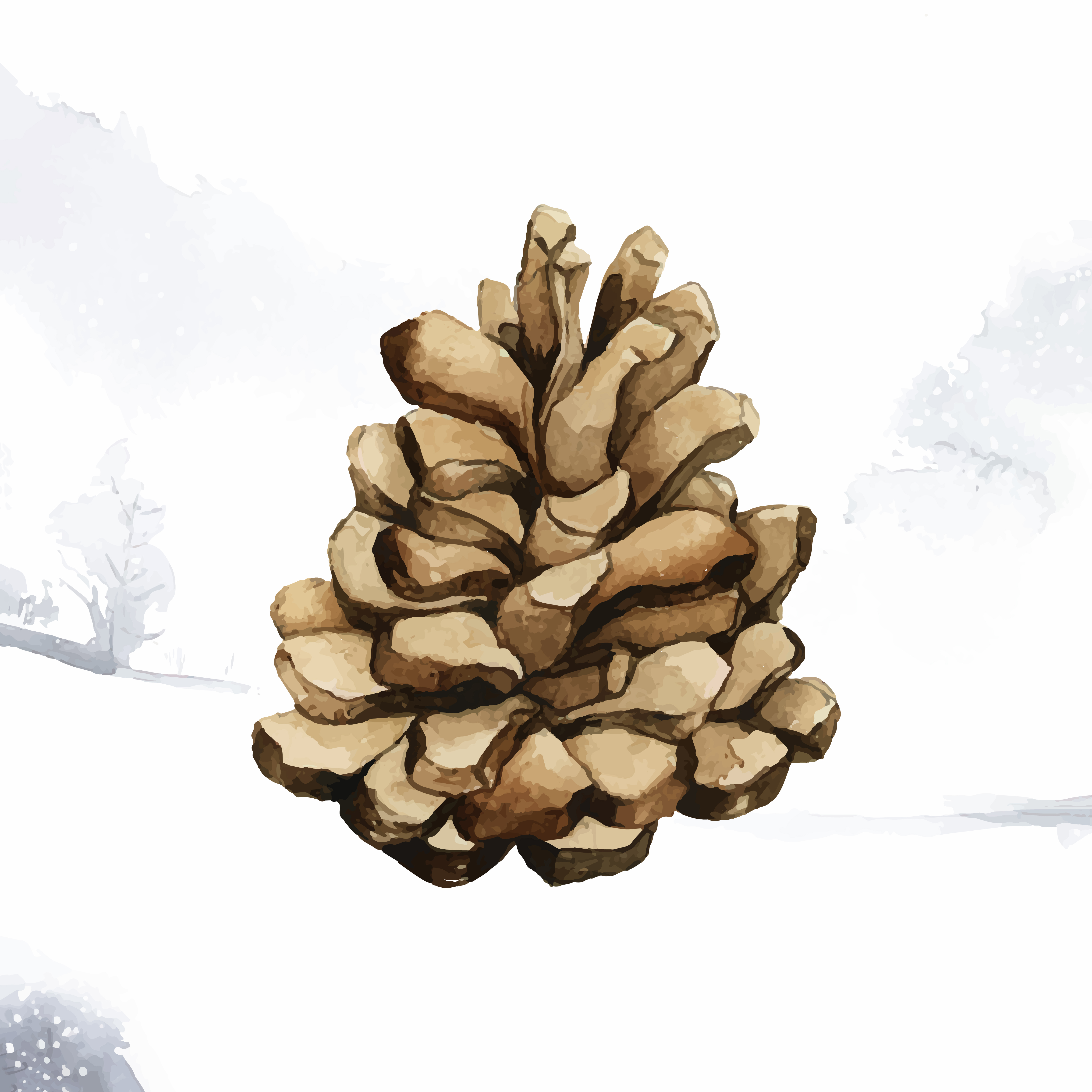 Pine cone painted by watercolor vector - Download Free Vectors, Clipart