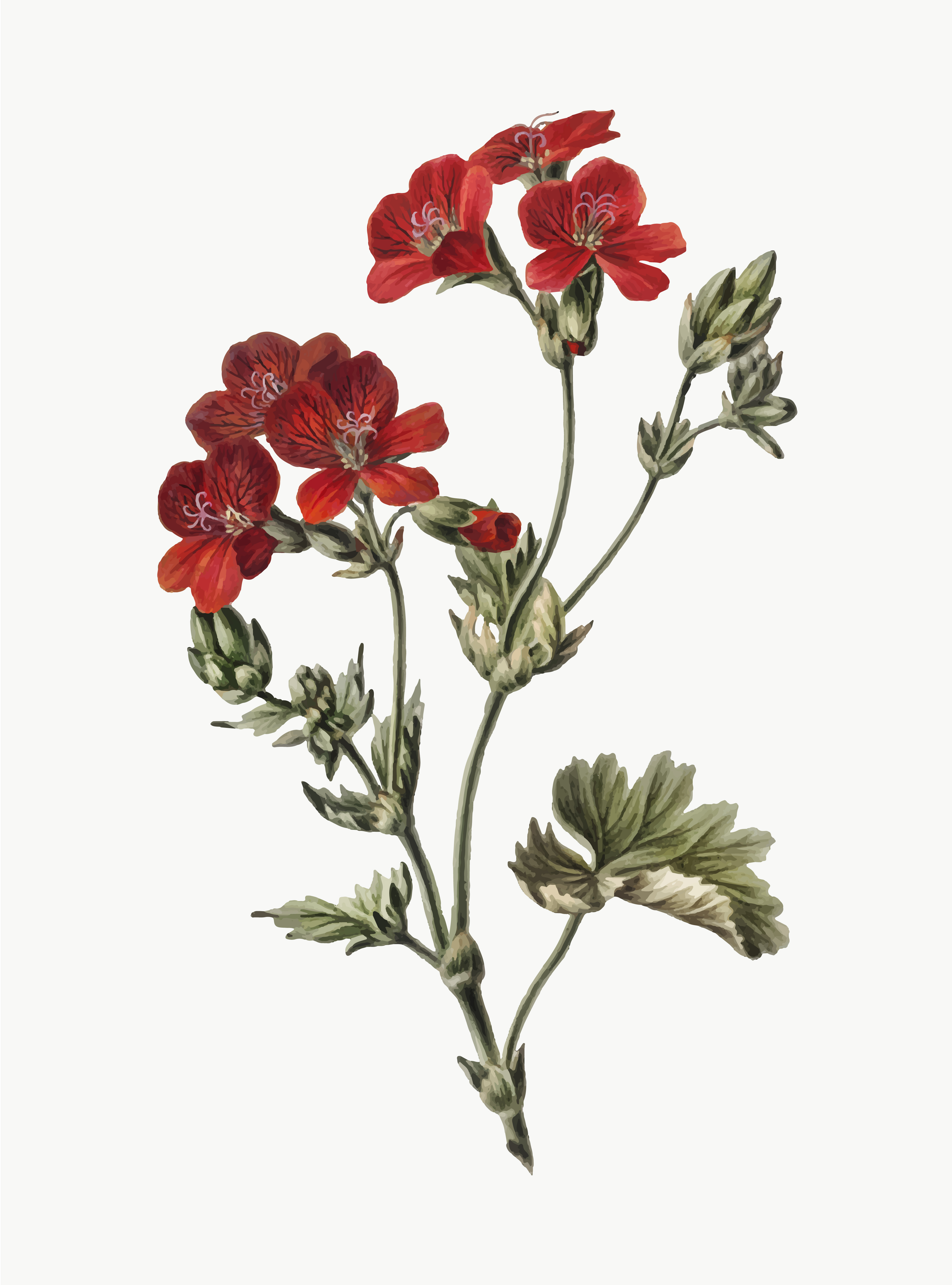 Vintage illustration of Red flower - Download Free Vectors, Clipart ...