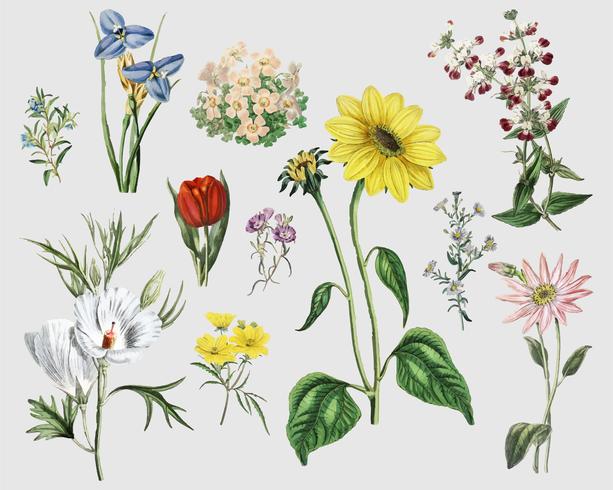 Download Vintage flower set - Download Free Vectors, Clipart ...