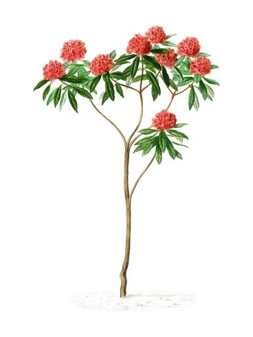 Rhododendron arboreum illustrated by Charles Dessalines D39 Orbigny 1806-1876. Digitally enhanced from our own 1892 edition of Dictionnaire Universel D39histoire Naturelle. vector