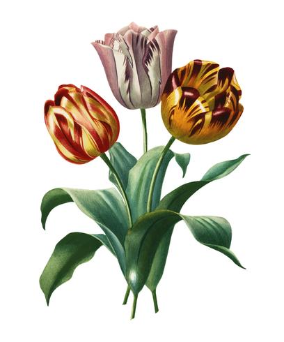 Didier\'s tulip (Tulipa gesneriana) illustrated by Charles Dessalines D\' Orbigny (1806-1876). Digitally enhanced from our own 1892 edition of Dictionnaire Universel D\'histoire Naturelle.