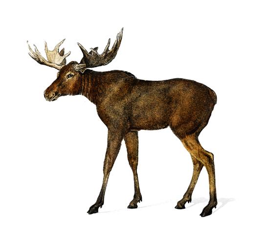 Alces alces ilustrados por Charles Dessalines D &#39;Orbigny (1806-1876). Mejorado digitalmente desde nuestra propia edición 1892 de Dictionnaire Universel D&#39;histoire Naturelle. vector