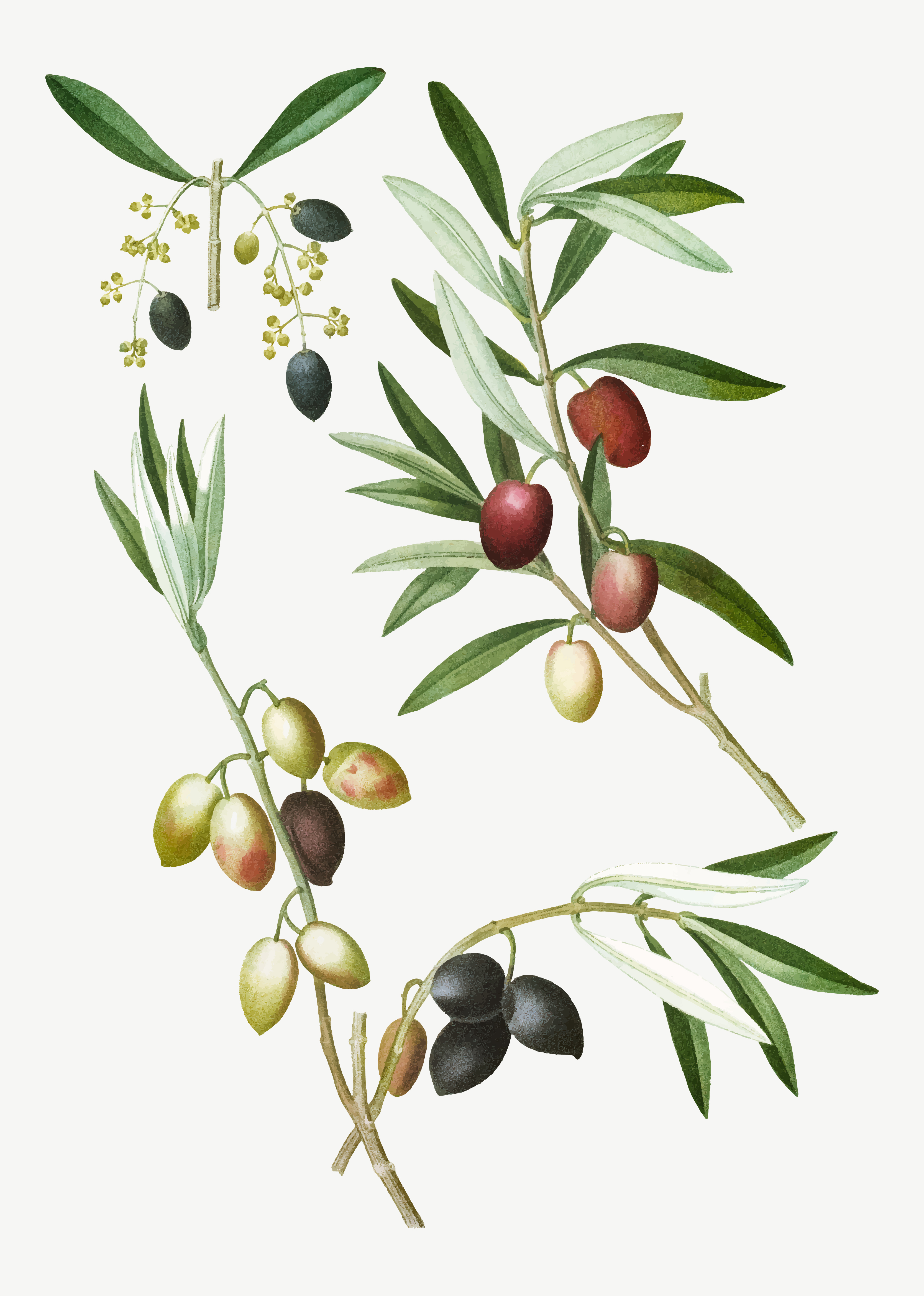 Веточка маслины
