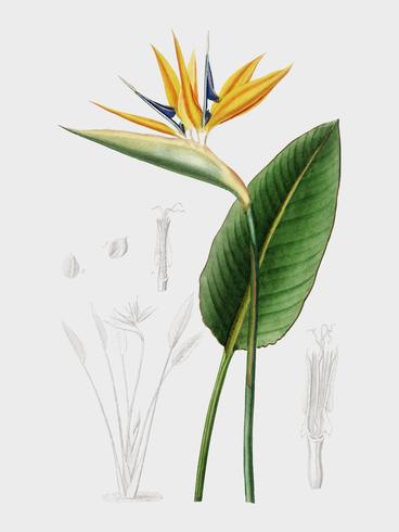 Bird of paradise Strelitzia Reginae illustrated by Charles Dessalines D39 Orbigny 1806-1876. Digitally enhanced from our own 1892 edition of Dictionnaire Universel D39histoire Naturelle. vector