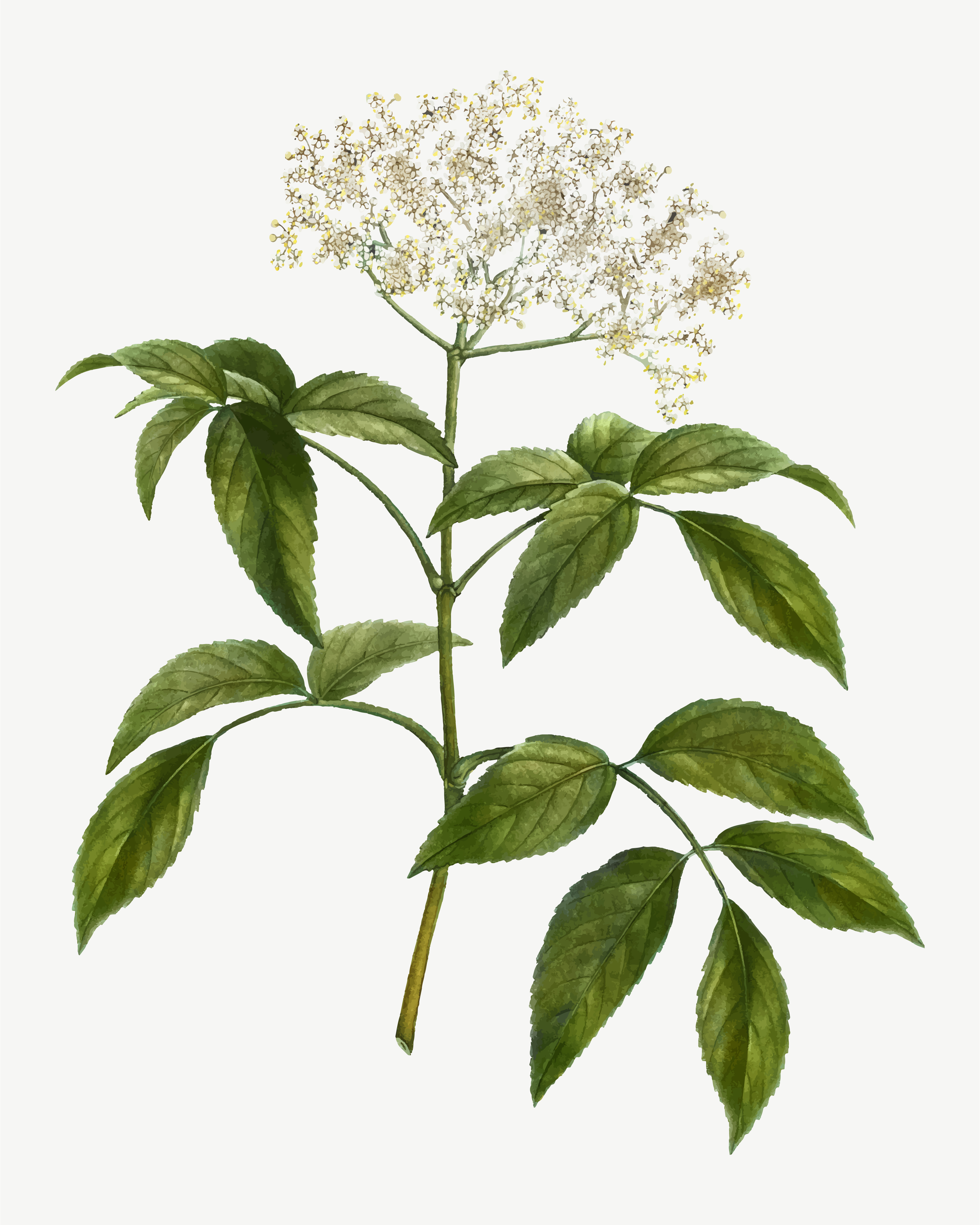 Elderflower tree - Download Free Vectors, Clipart Graphics & Vector Art