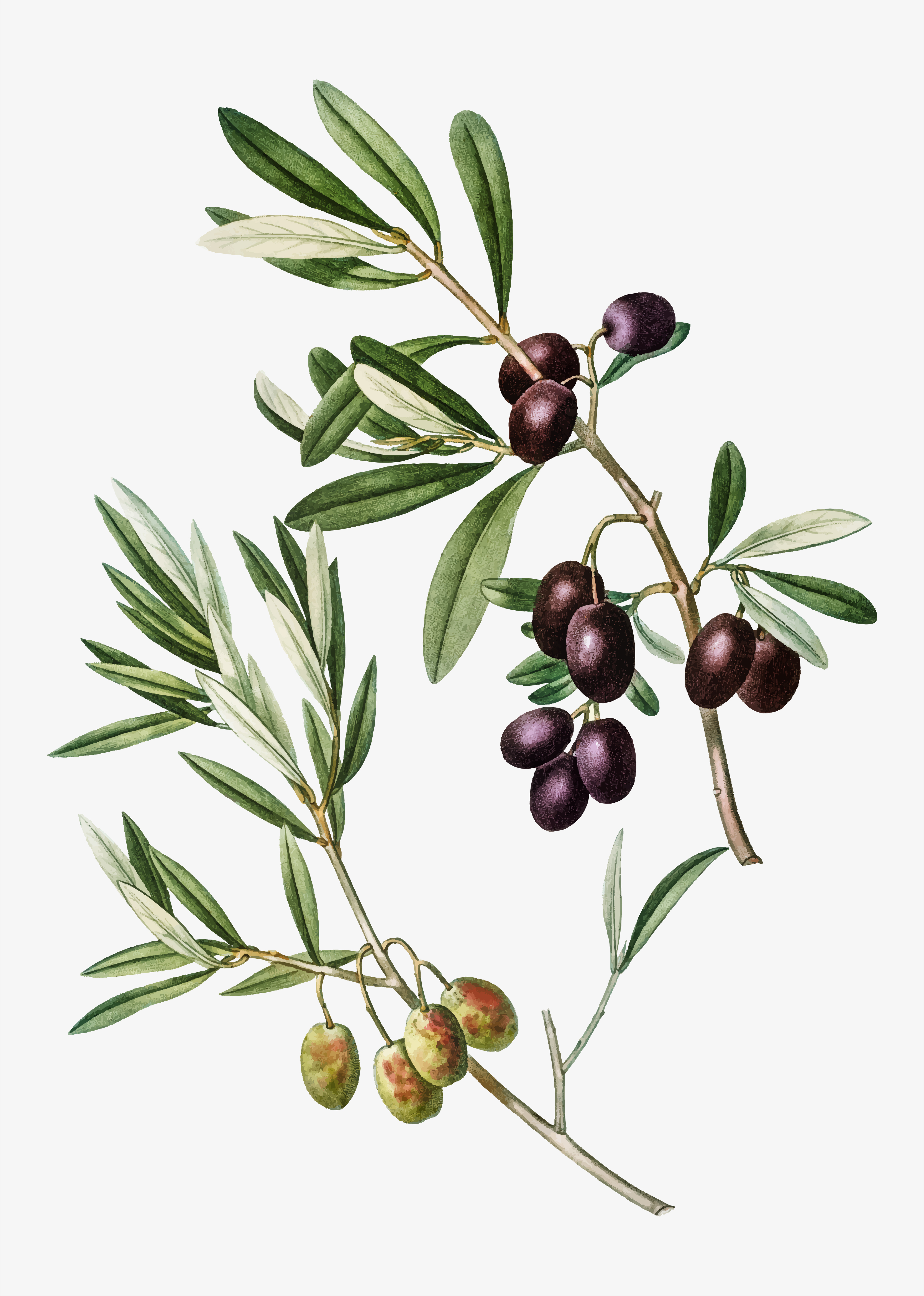 Olive tree branch - Download Free Vectors, Clipart Graphics & Vector Art