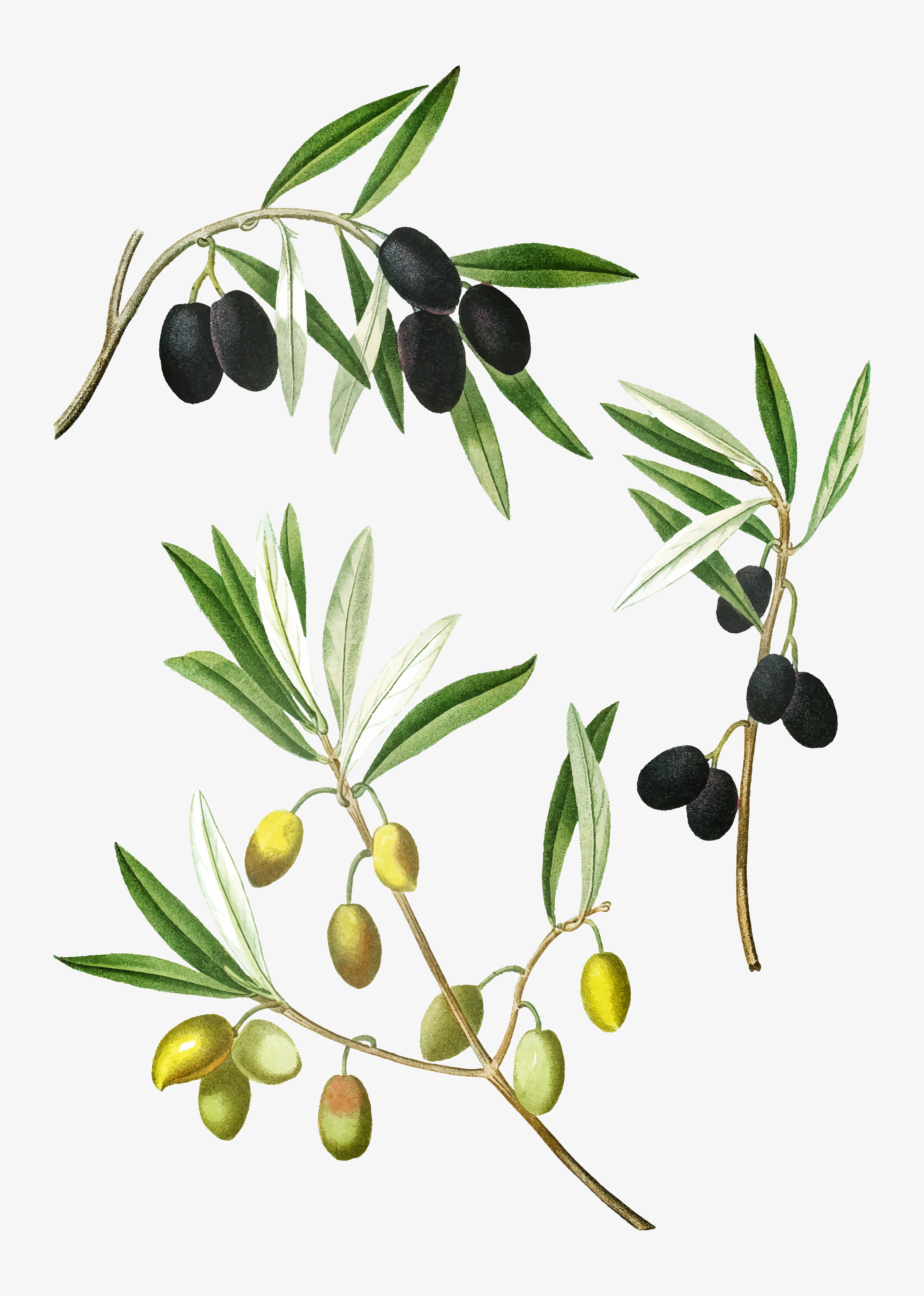 Olive tree branch - Download Free Vectors, Clipart Graphics & Vector Art