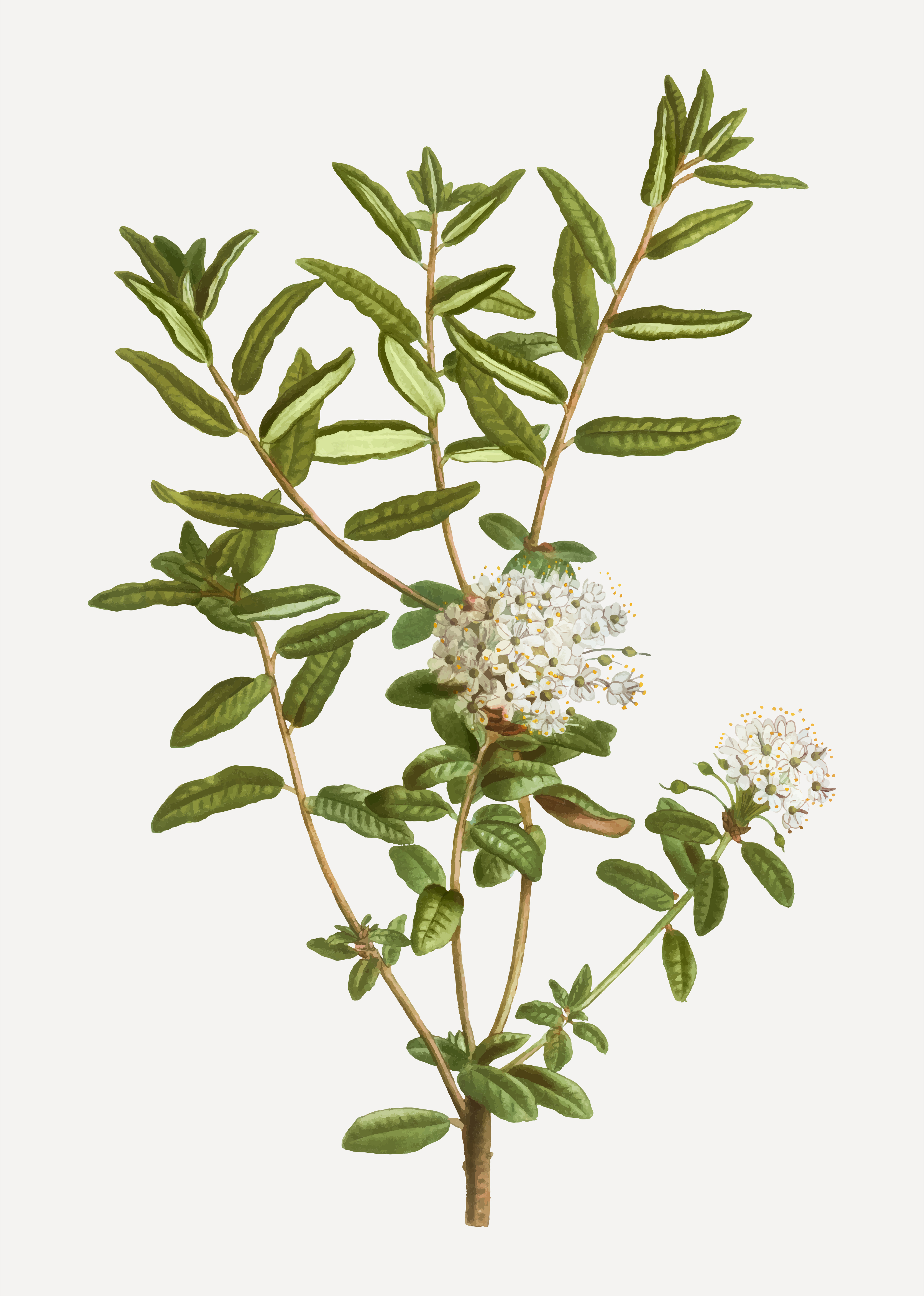 Bog labrador tea plant - Download Free Vectors, Clipart Graphics & Vector Art Bog labrador tea plant - Download Free Vectors, Clipart Graphics & Vector Art