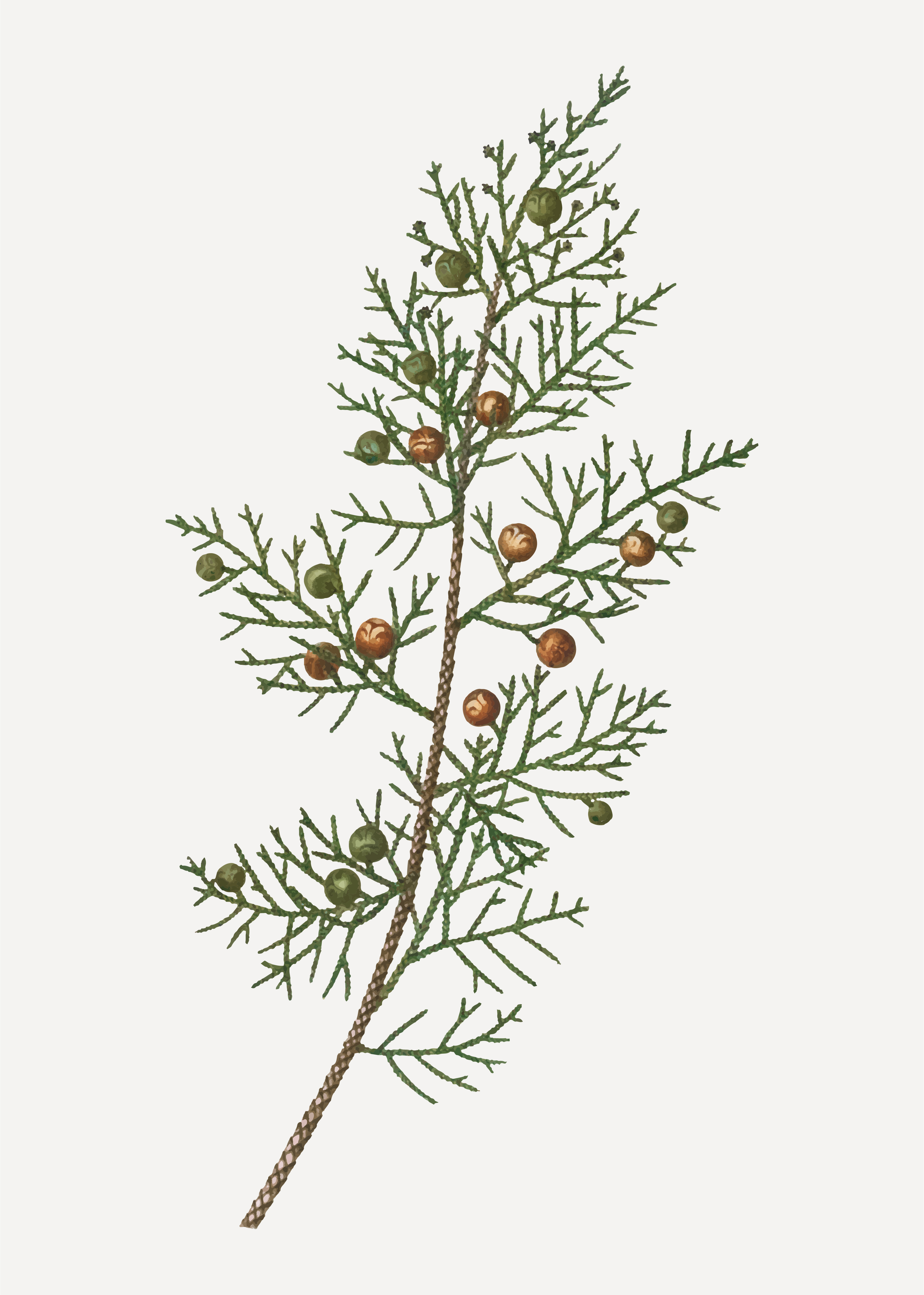 Download Phoenicean juniper bush - Download Free Vectors, Clipart Graphics & Vector Art