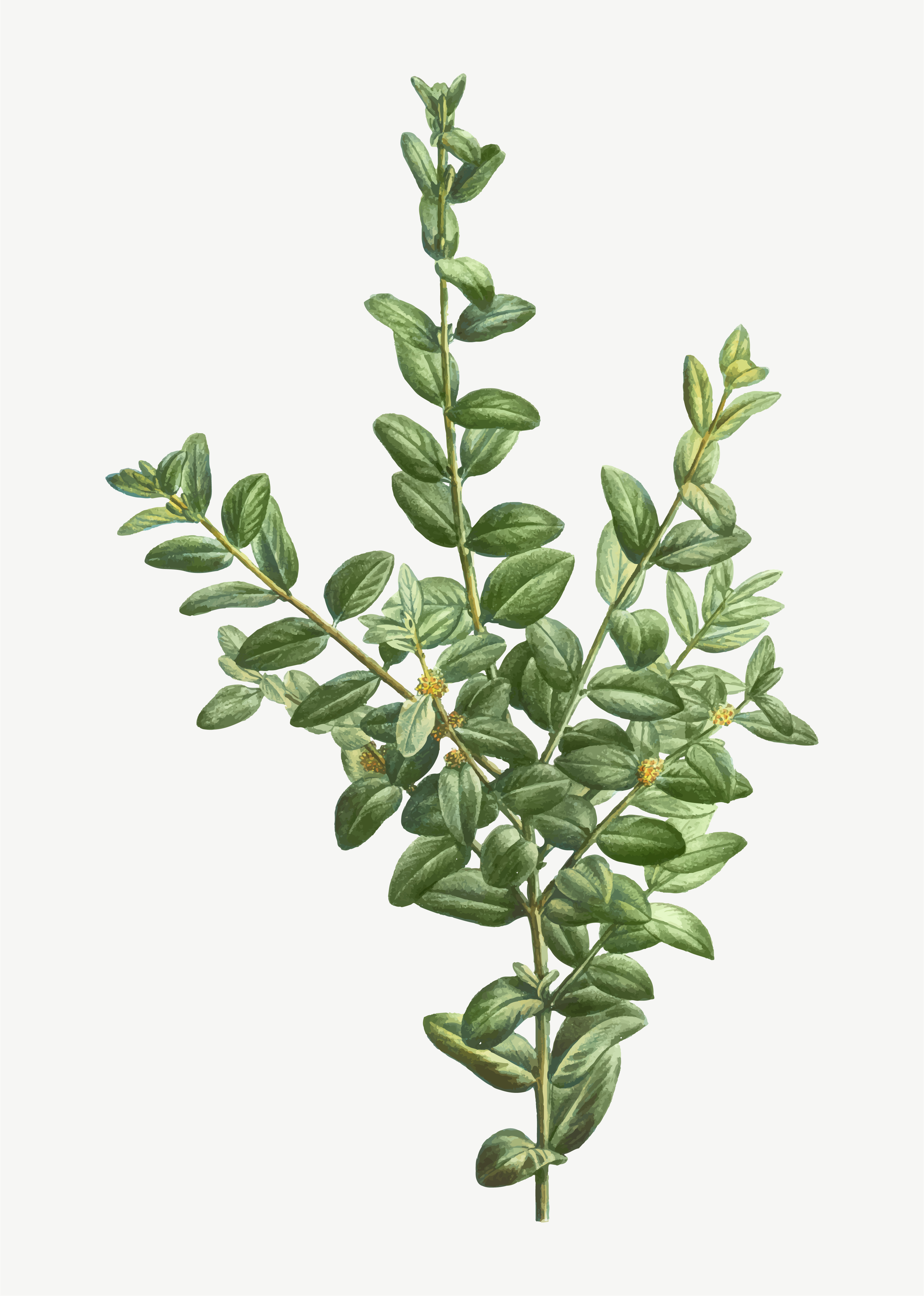 Boxwood bush - Download Free Vectors, Clipart Graphics & Vector Art