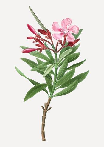 Pink oleander flower