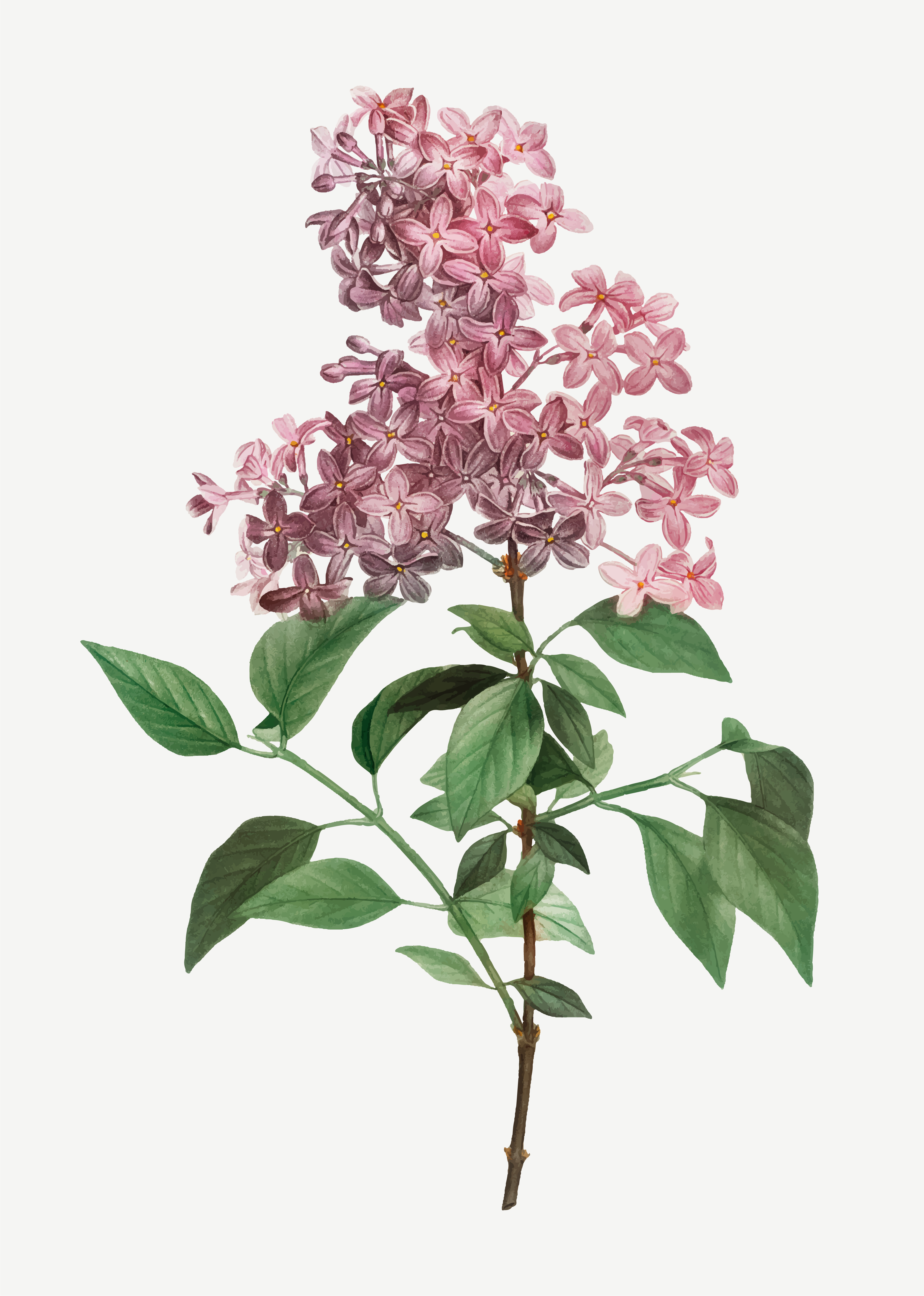 Free Free 262 Svg File Free Lilac Flower Svg SVG PNG EPS DXF File