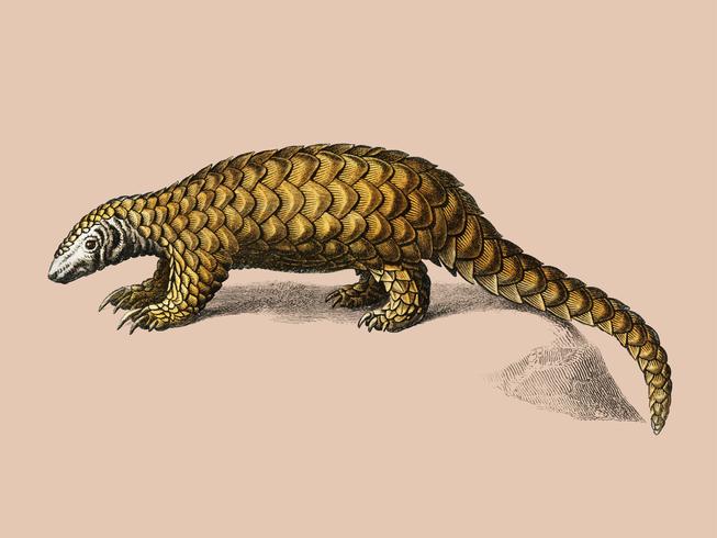 Indian Pangolin Manis crassicaudata illustrated by Charles Dessalines D39 Orbigny 1806-1876. Digitally enhanced from our own 1892 edition of Dictionnaire Universel D39histoire Naturelle. vector