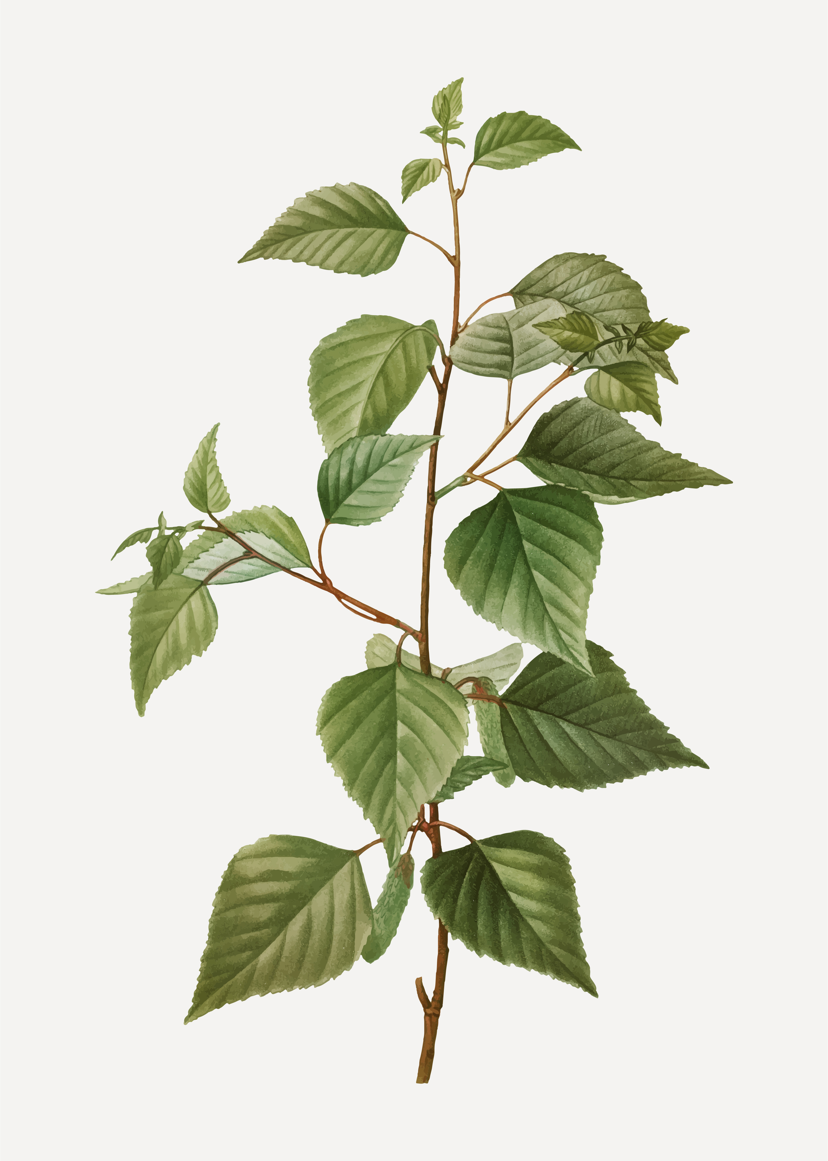Download Black birch tree - Download Free Vectors, Clipart Graphics ...