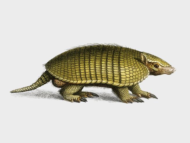 Yellow armadillo Euphractus sexcinctus illustrated by Charles Dessalines D39 Orbigny 1806-1876. Digitally enhanced from our own 1892 edition of Dictionnaire Universel D39histoire Naturelle. vector