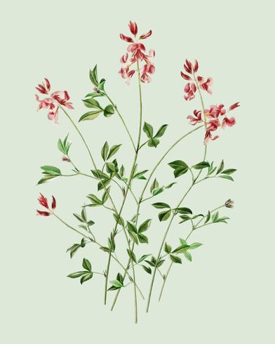 Indigofera procumbens ilustrado por Charles Dessalines D &#39;Orbigny (1806-1876). Mejorado digitalmente desde nuestra propia edición 1892 de Dictionnaire Universel D&#39;histoire Naturelle. vector