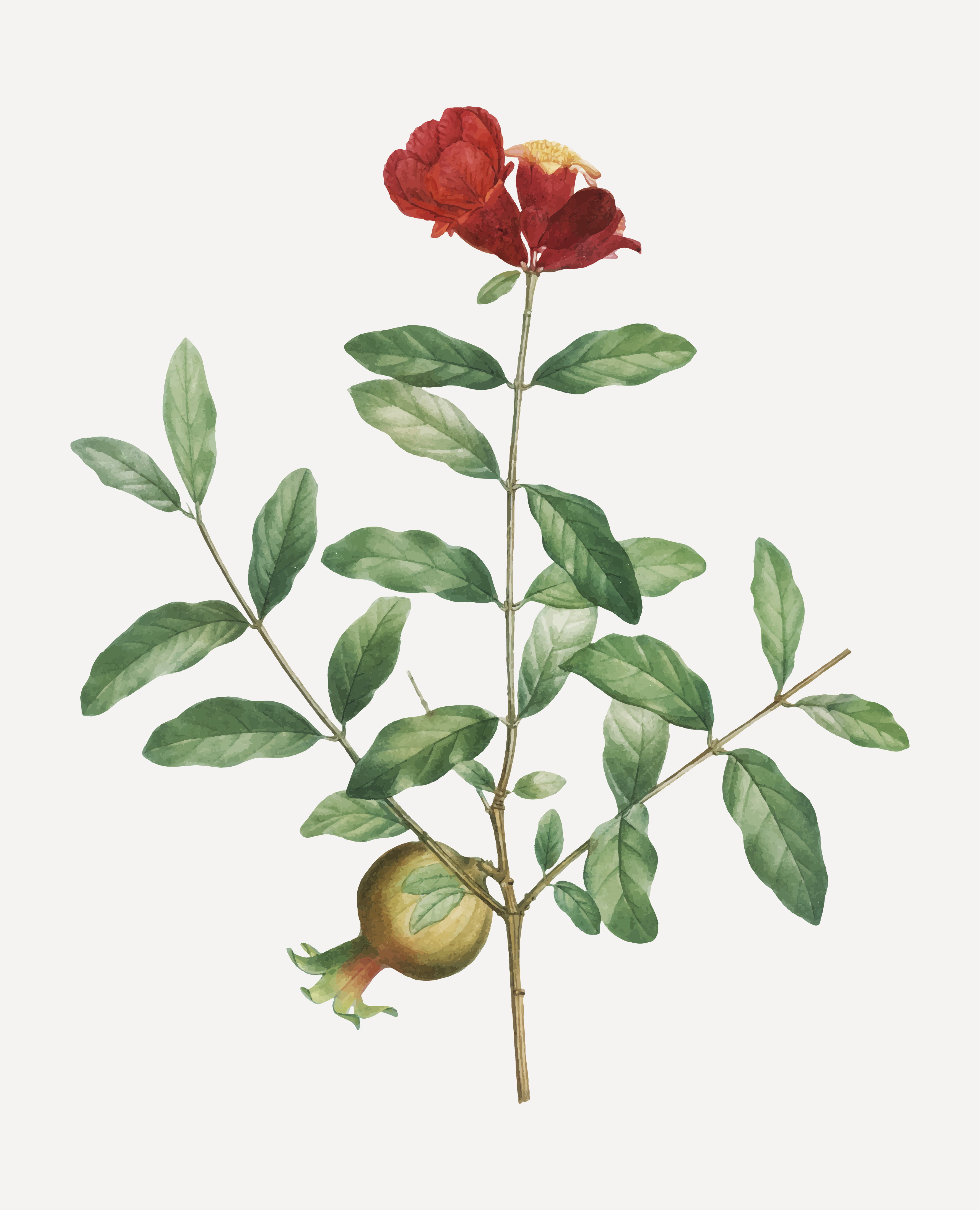 Download Pomegranate tree branch - Download Free Vectors, Clipart ...