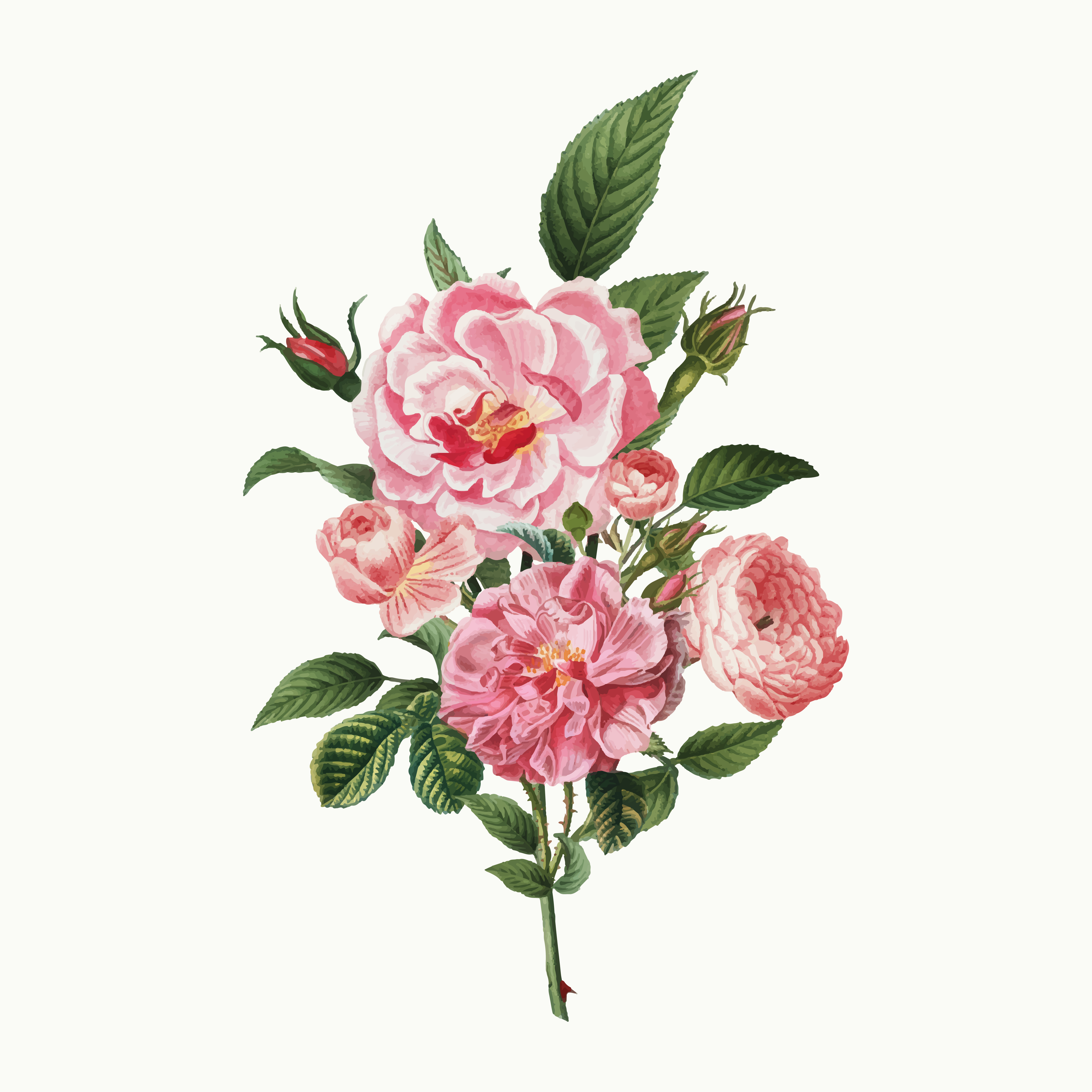 Download Pink roses - Download Free Vectors, Clipart Graphics ...