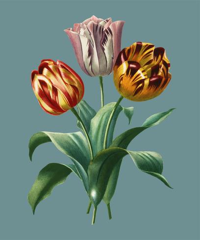 Tulipán de Didier (Tulipa gesneriana) ilustrado por Charles Dessalines D &#39;Orbigny (1806-1876). Mejorado digitalmente desde nuestra propia edición 1892 de Dictionnaire Universel D&#39;histoire Naturelle. vector