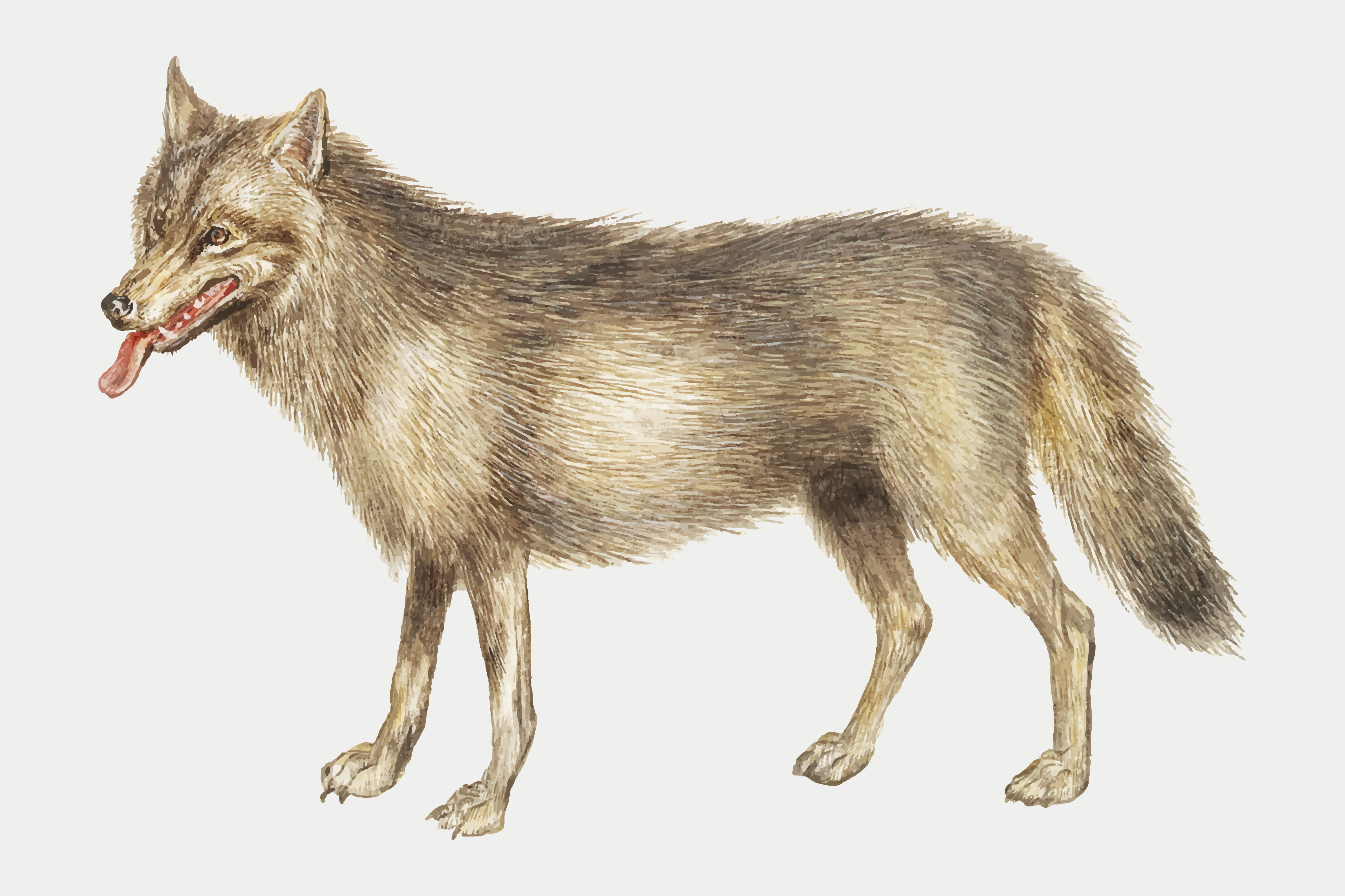 Wolf in vintage style - Download Free Vectors, Clipart Graphics