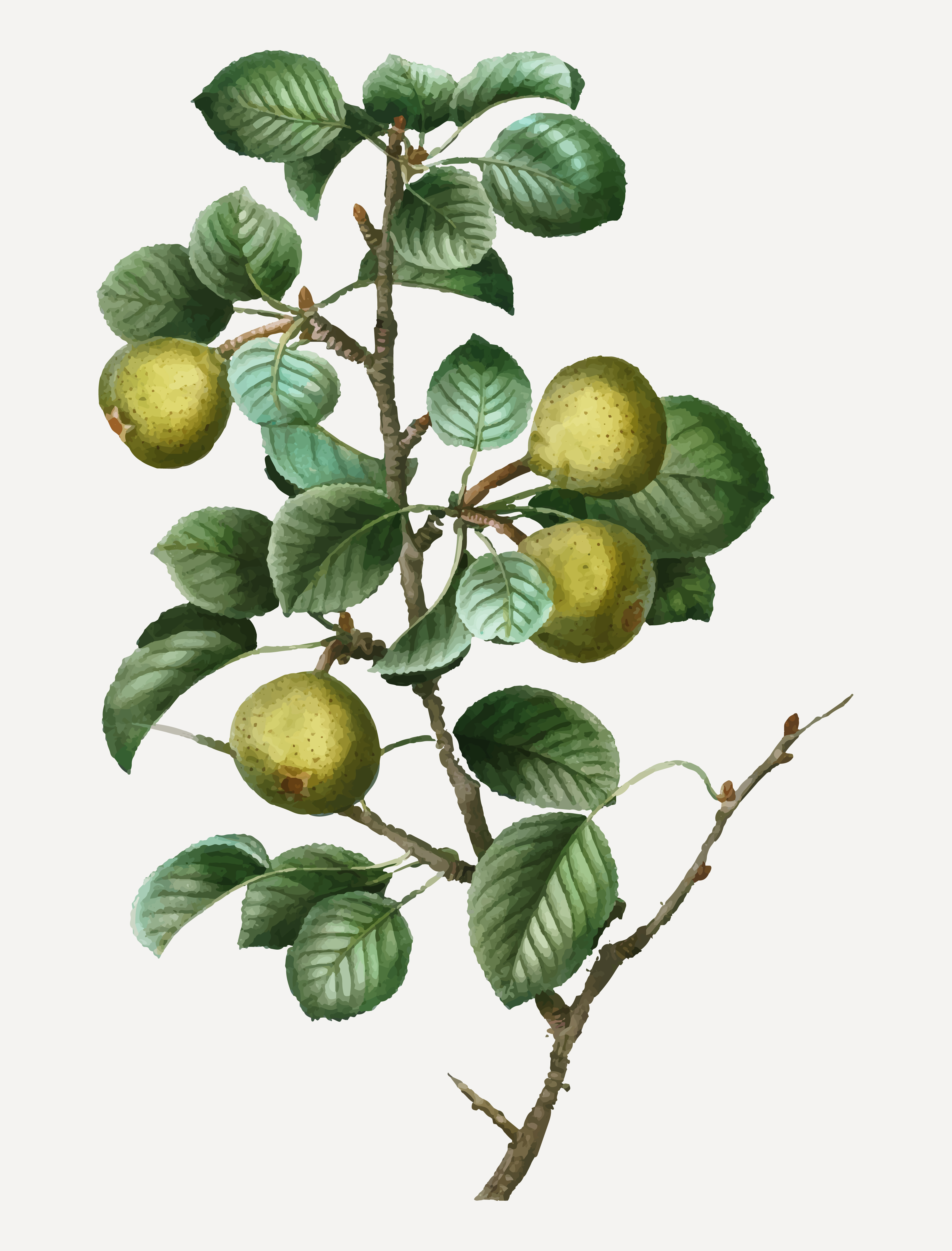 Pear tree branch Download Free Vectors, Clipart Graphics & Vector Art