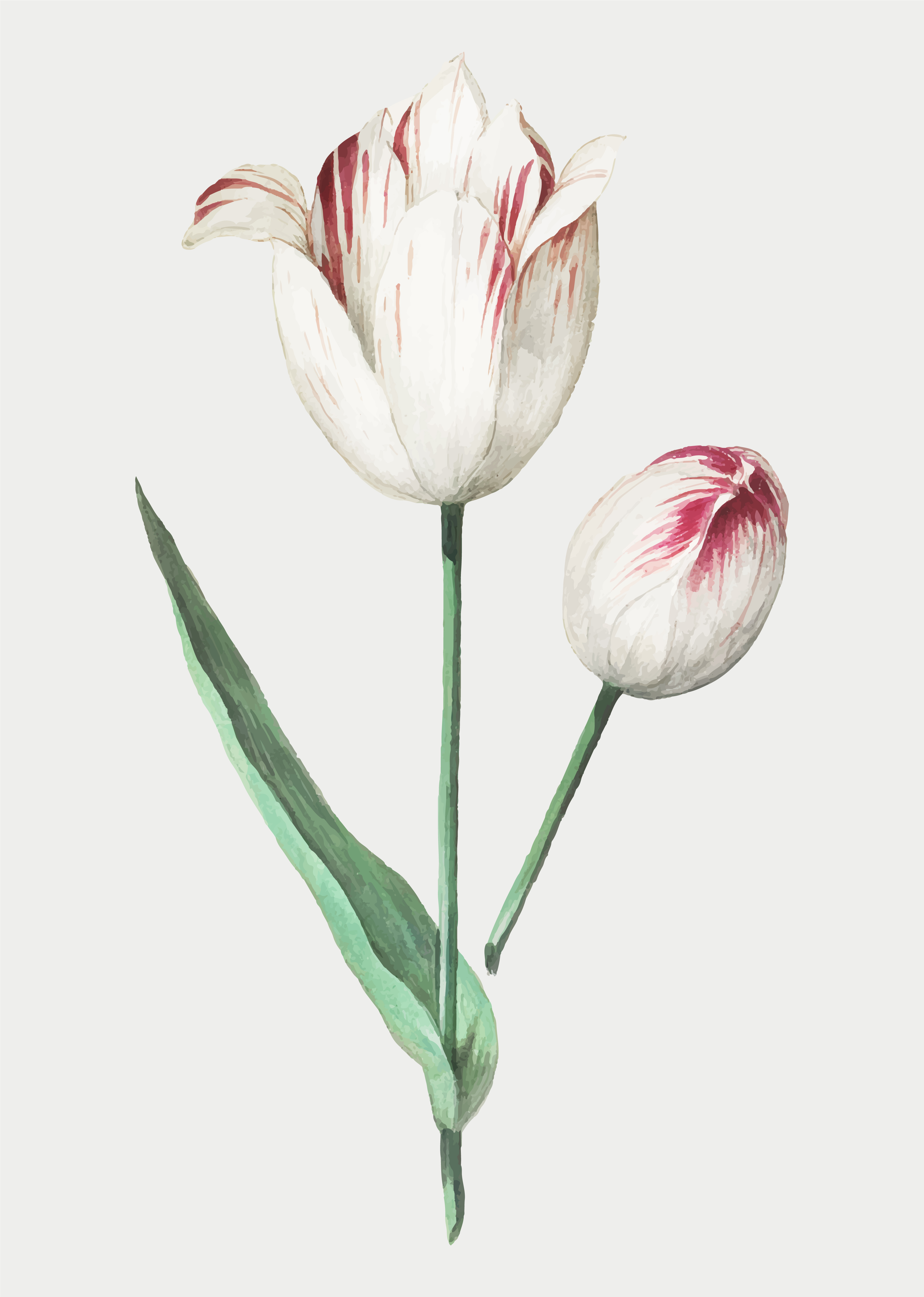 Tulip in vintage style - Download Free Vectors, Clipart Graphics