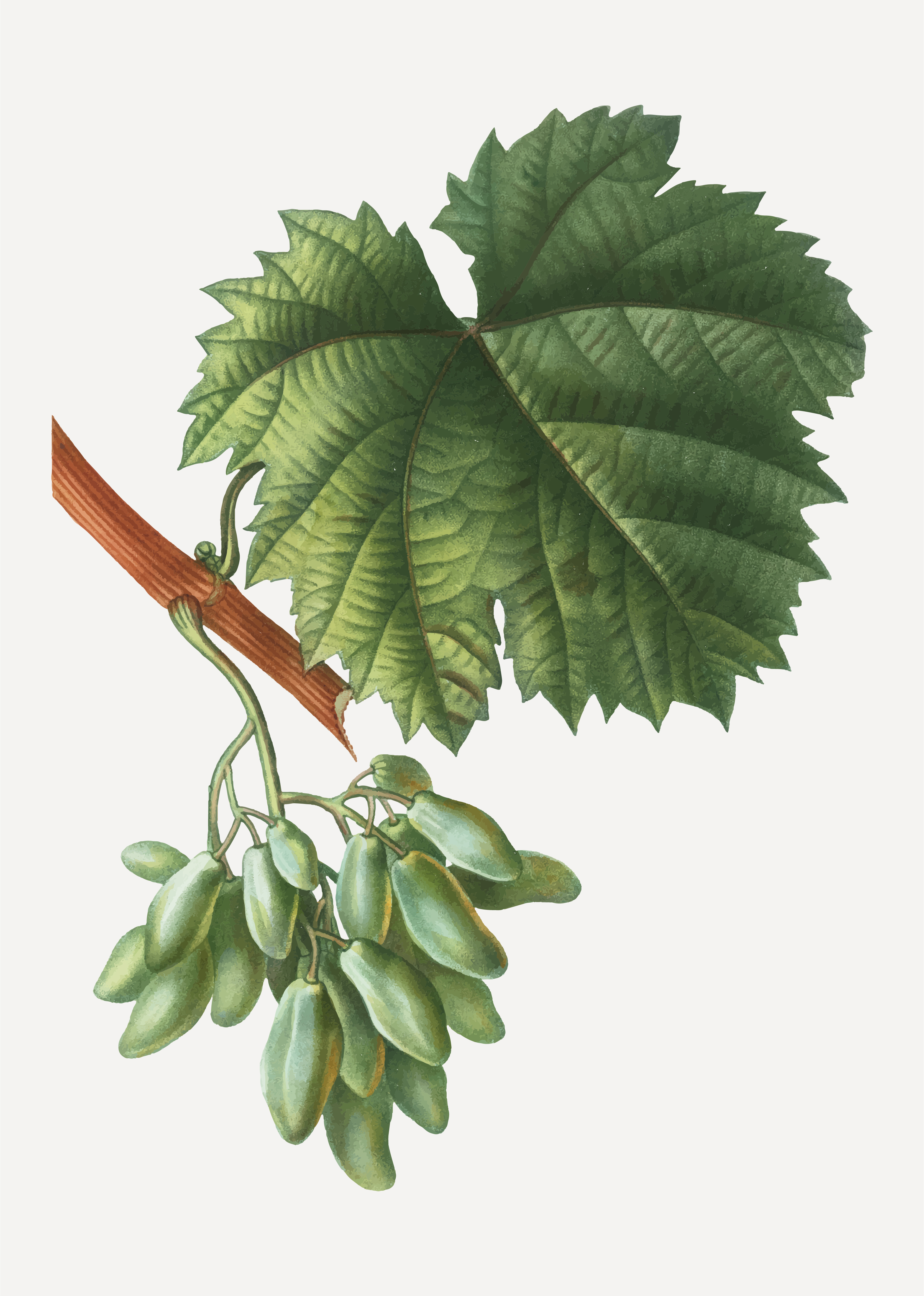 Grape vines - Download Free Vectors, Clipart Graphics & Vector Art