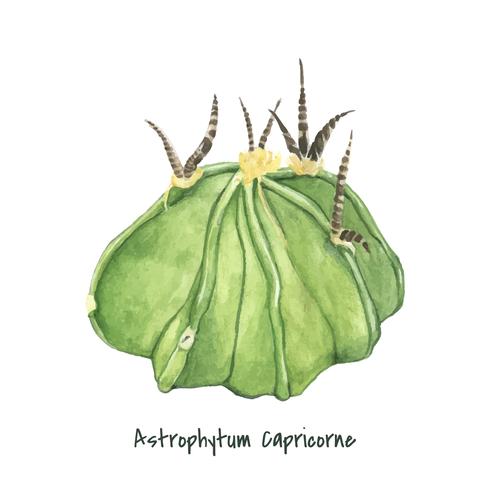 Dibujado a mano Astrophytum capricorne cactus de cuerno de cabra vector