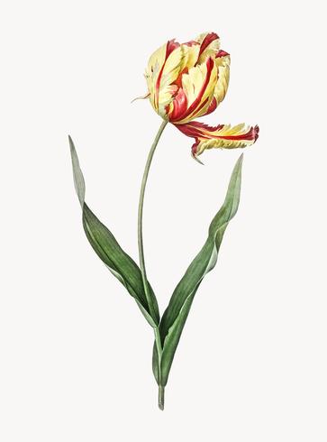 Vintage Illustration of Didier39s tulip vector