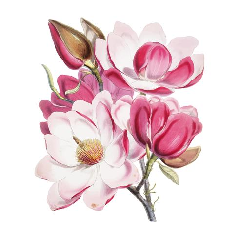 Campbell39s magnolia Magnolia Campbellii, Flowering plant from Illustrations of Himalayan plants 1855 by W. H. Walter Hood Fitch 1817-1892. Digitally enhanced by rawpixel. vector