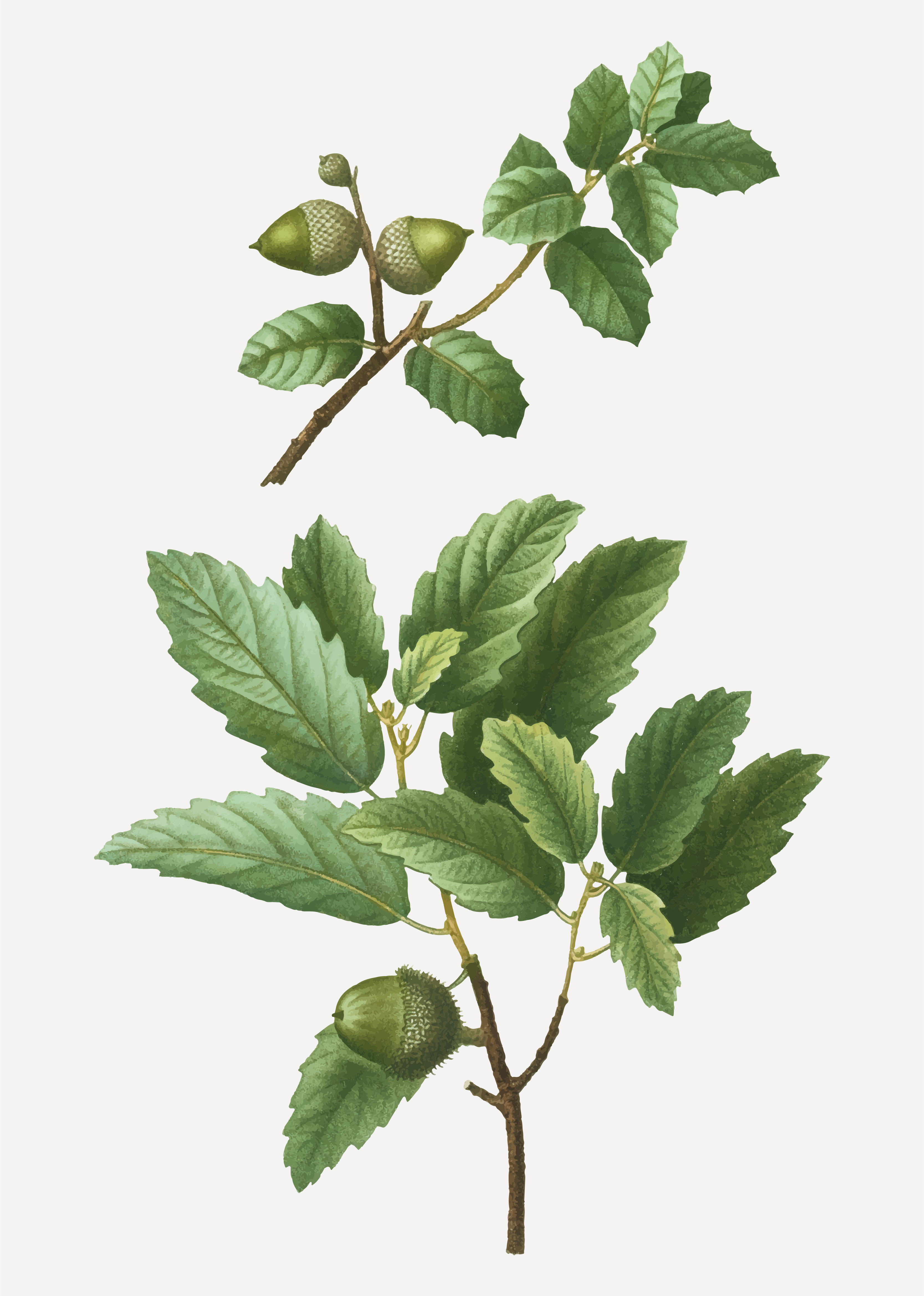 Kermes oak tree branch - Download Free Vectors, Clipart Graphics
