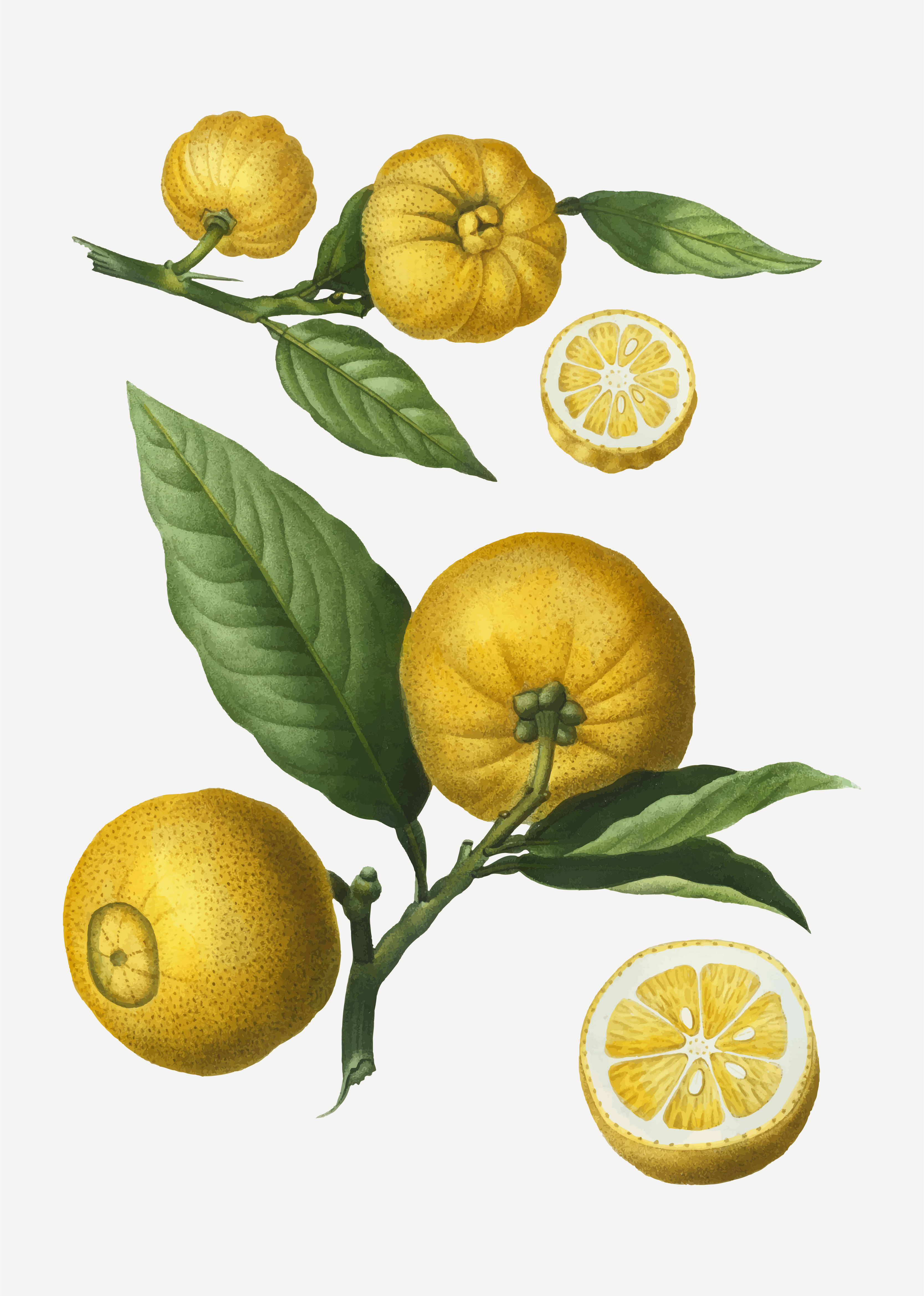 Download Citrus fruits - Download Free Vectors, Clipart Graphics ...