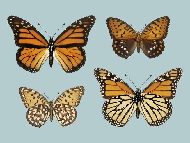 Monarch Butterfly Danais Archippus from Moths and butterflies of the United States 1900 by Sherman F. Denton 1856-1937. Digitally enhanced by rawpixel. vector