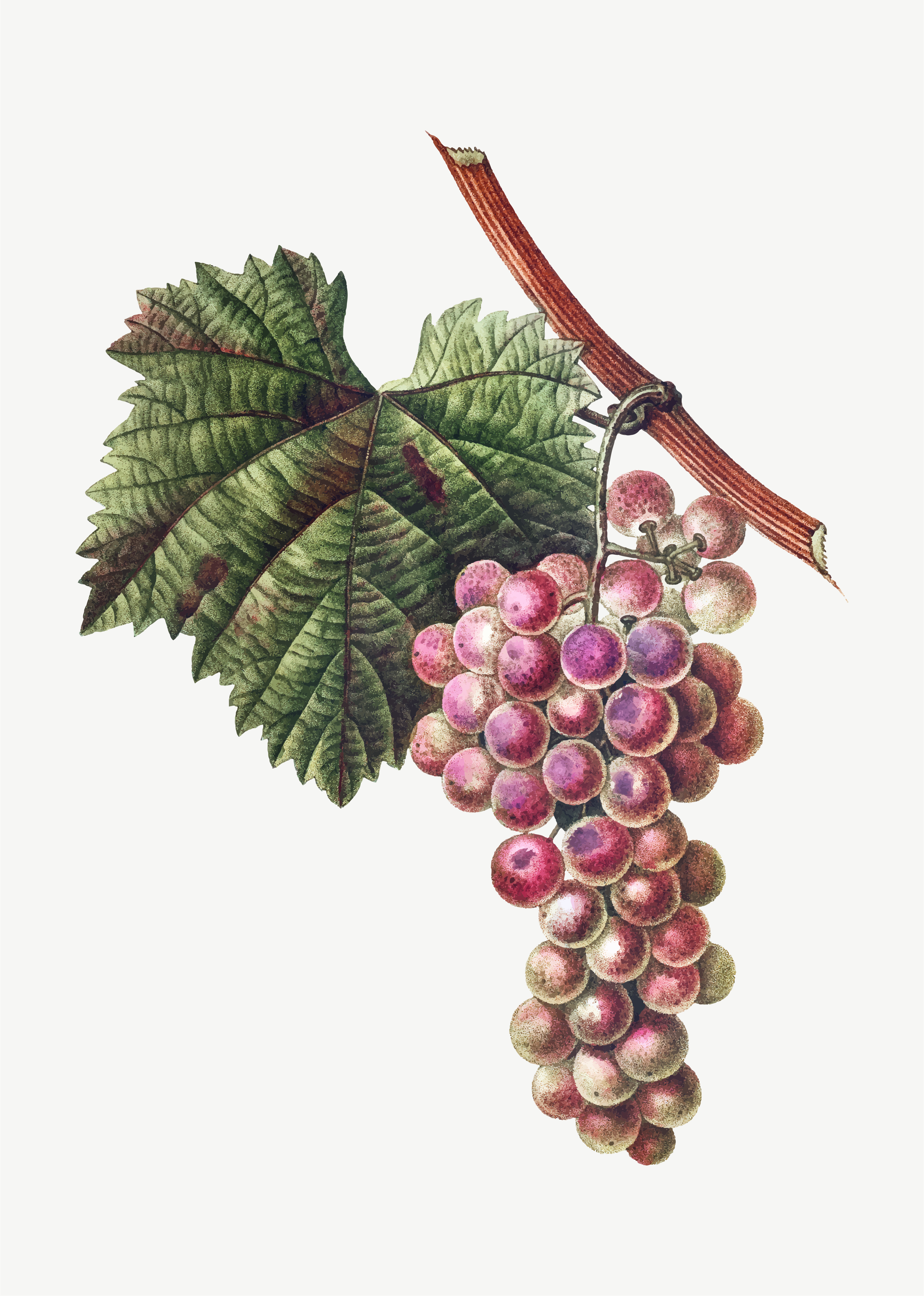 Vitis vinifera l.