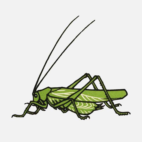 Grasshopper 1918 by Julie de Graag 1877-1924. Original from the Rijks Museum. Digitally enhanced by rawpixel. vector