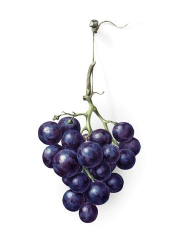 Bunch of blue grapes by Jean Bernard 1775-1883. Original from the Rijks Museum. Digitally enhanced by rawpixel. vector