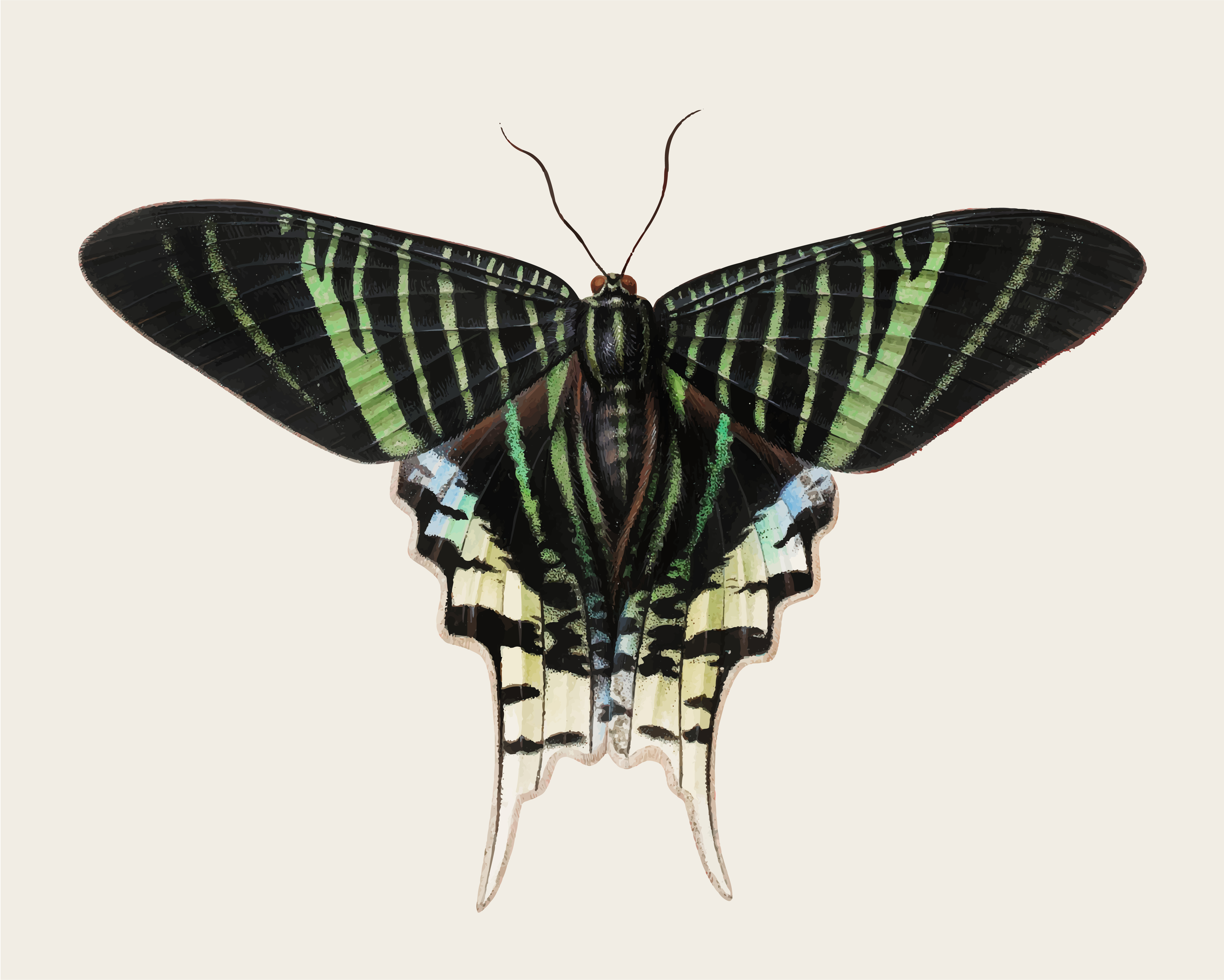 Download Vintage illustration of Butterfly - Download Free Vectors ...