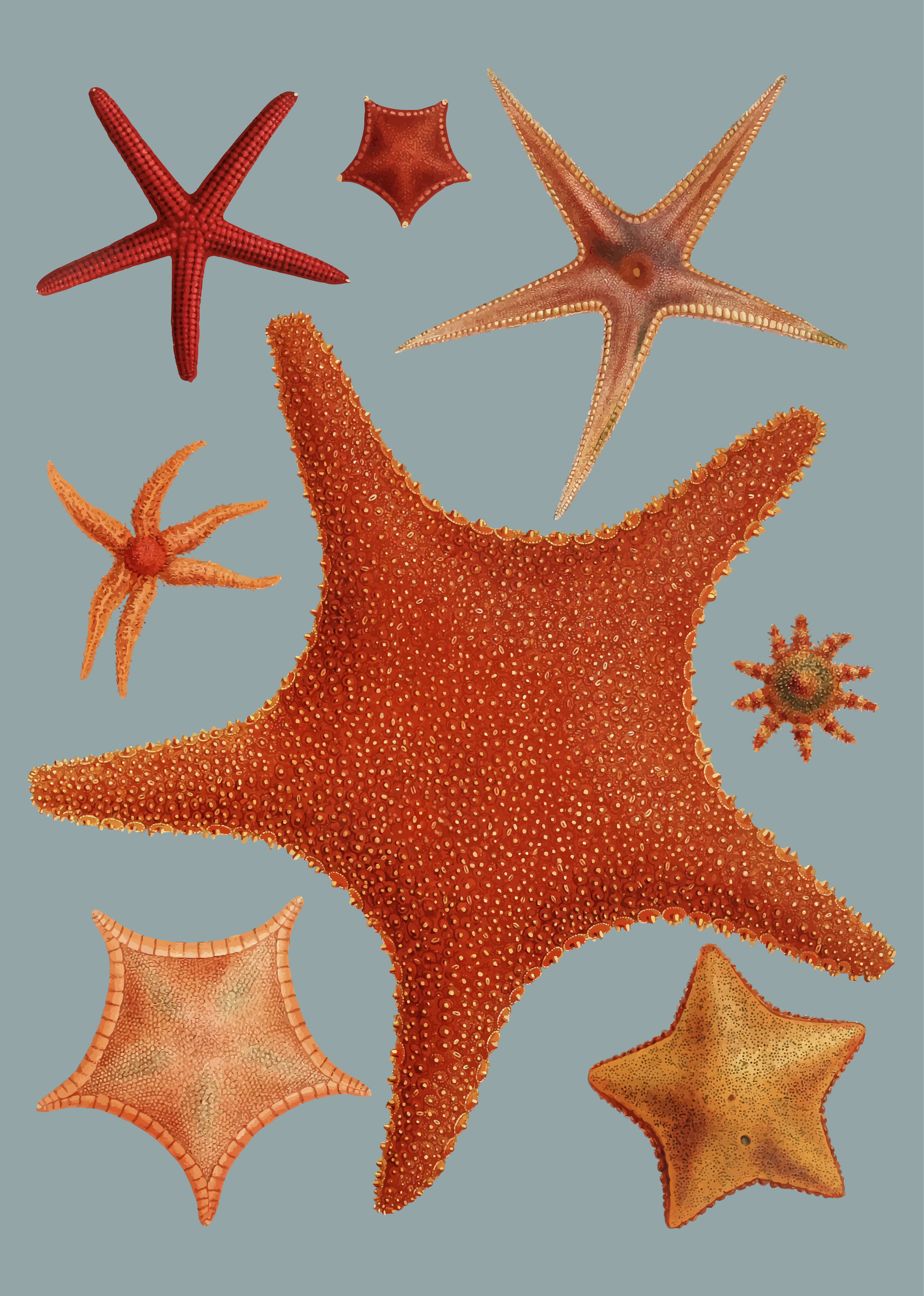 Download Starfish varieties - Download Free Vectors, Clipart ...