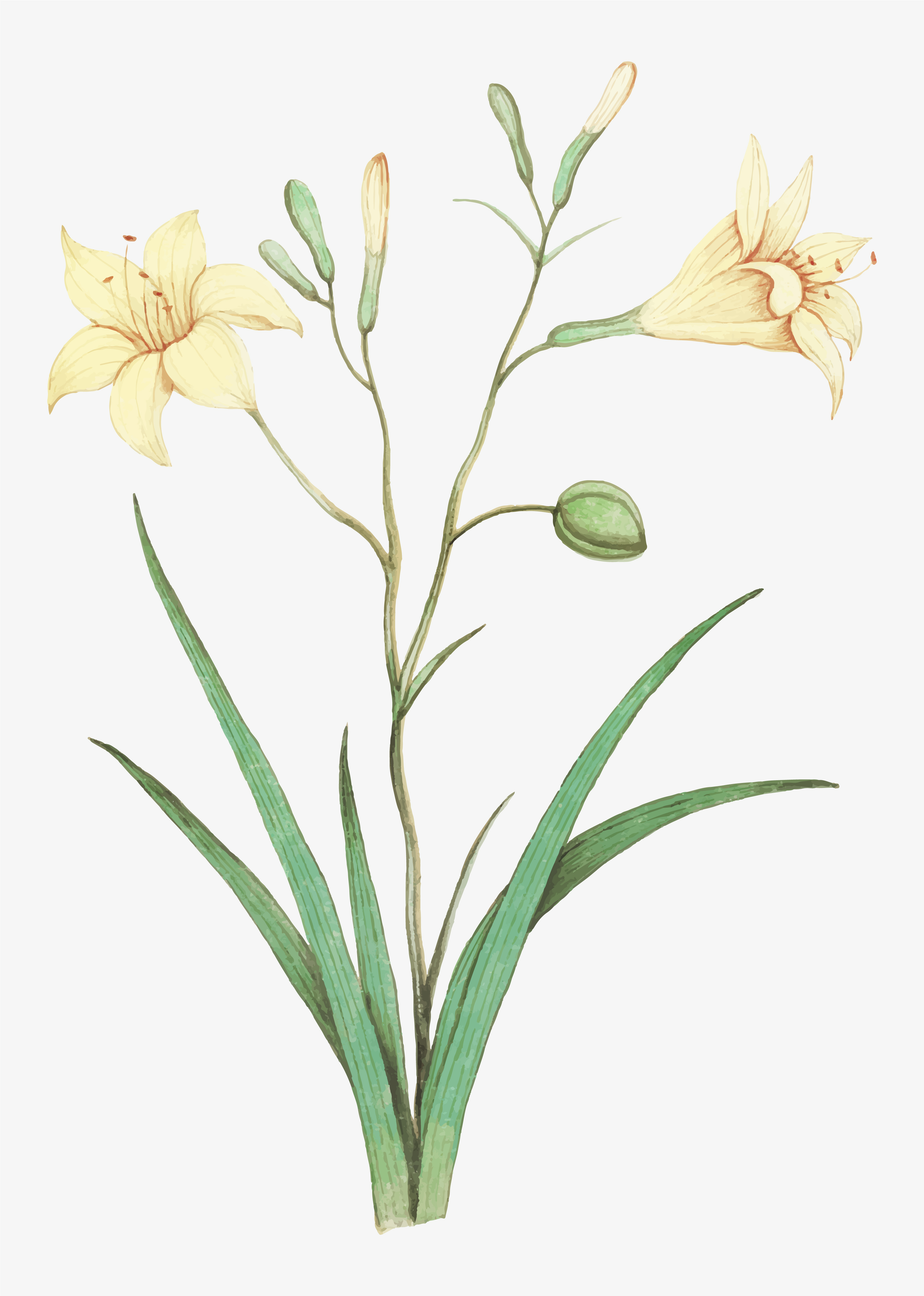 Free Free 243 Lily Flower Svg Free SVG PNG EPS DXF File
