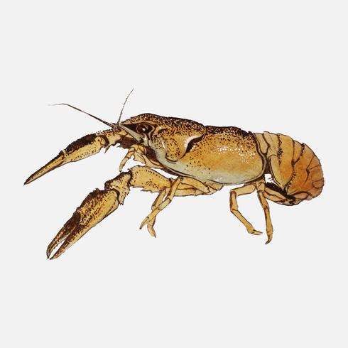 Sketches of crayfish by Julie de Graag1877-1924. Original from the Rijks Museum. Digitally enhanced by rawpixel. vector