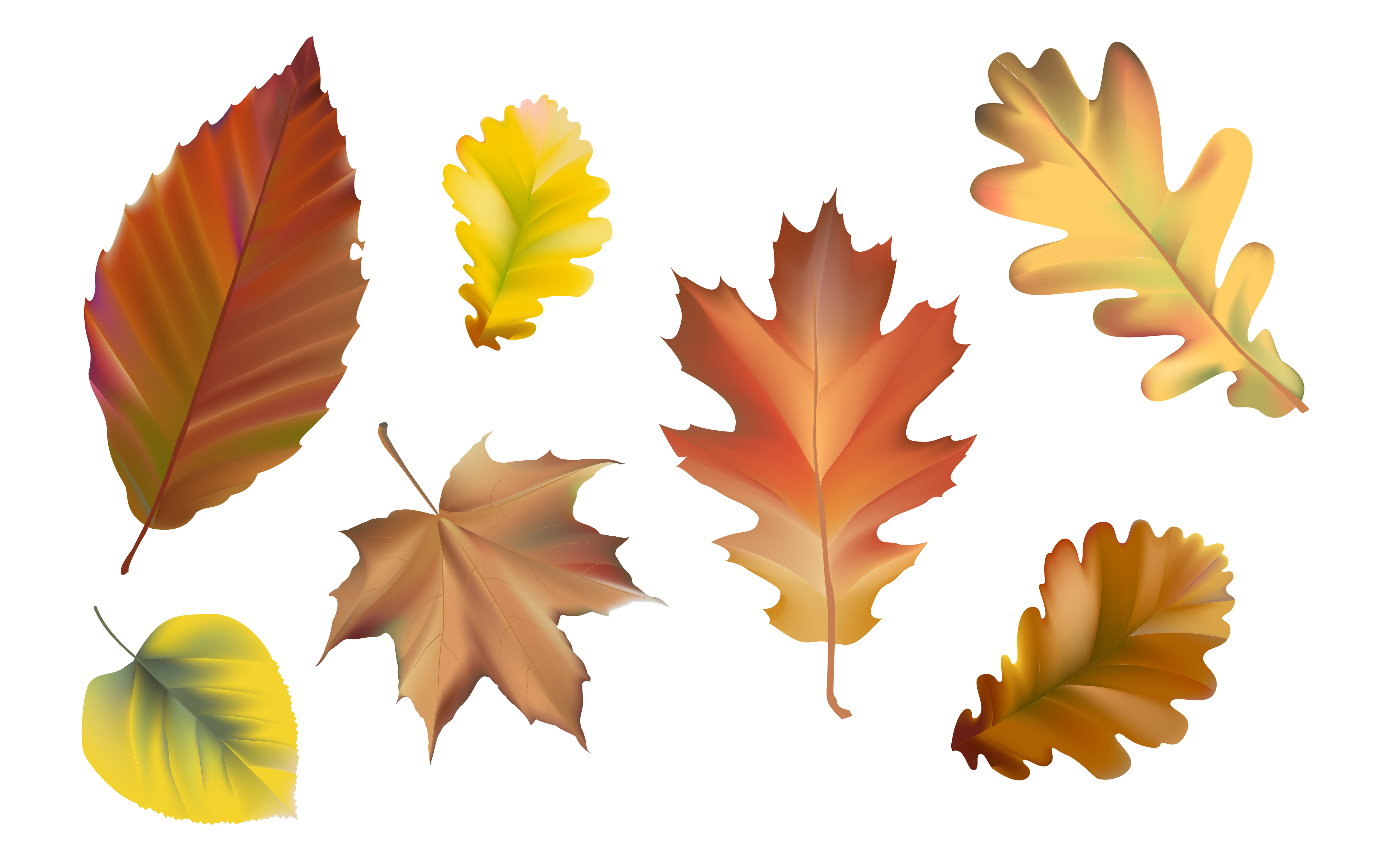 Collection of autumn leaves vector - Download Free Vectors, Clipart