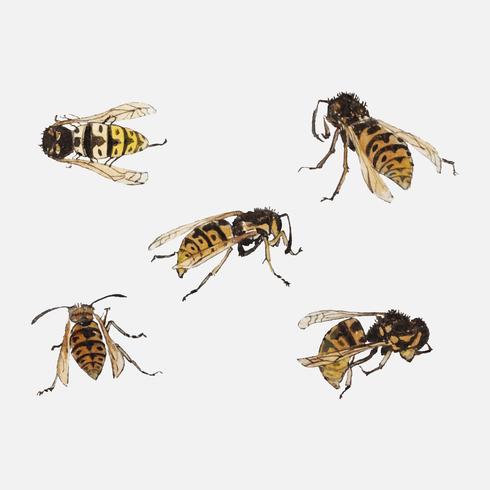 Studies of wasps by Julie de Graag 1877-1924. Original from the Rijks Museum. Digitally enhanced by rawpixel. vector