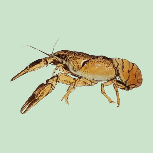 Sketches of crayfish by Julie de Graag1877-1924. Original from the Rijks Museum. Digitally enhanced by rawpixel. vector