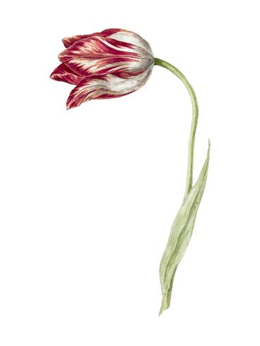 Tulipán rosa de Jean Bernard (1775-1883). Original del Museo Rijks. Mejorado digitalmente por rawpixel. vector