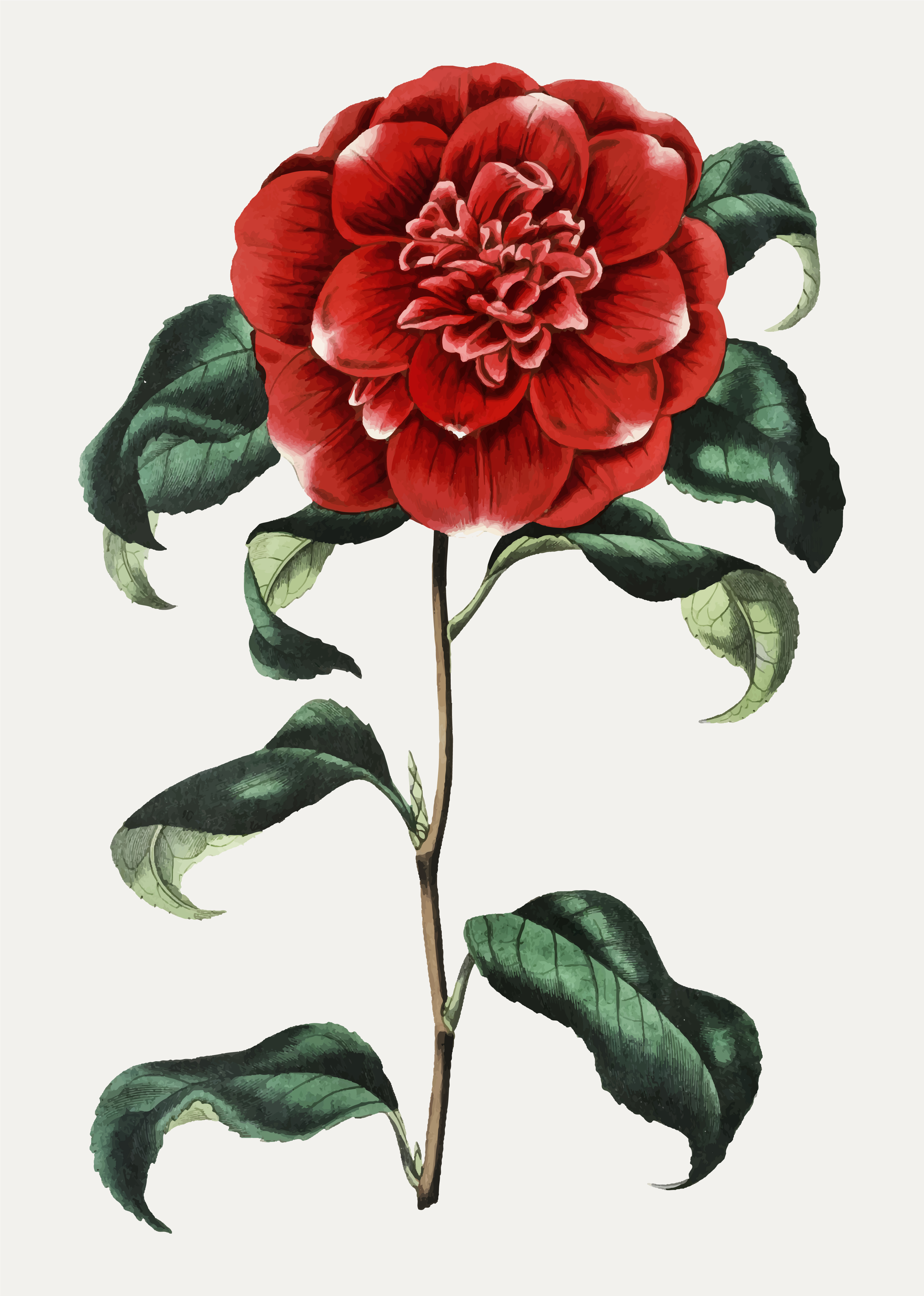 Red camellia Download Free Vectors, Clipart Graphics