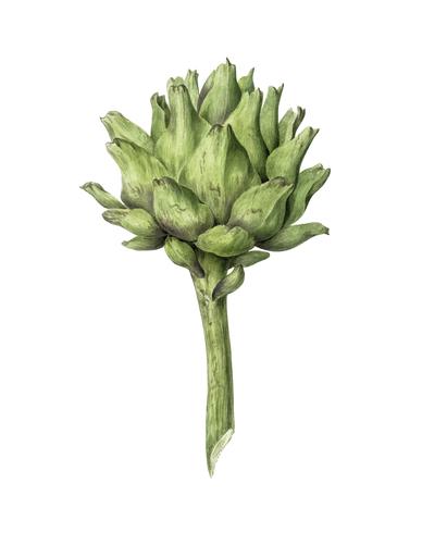 Artichoke by Jean Bernard 1775-1883. Original from the Rijks Museum. Digitally enhanced by rawpixel. vector