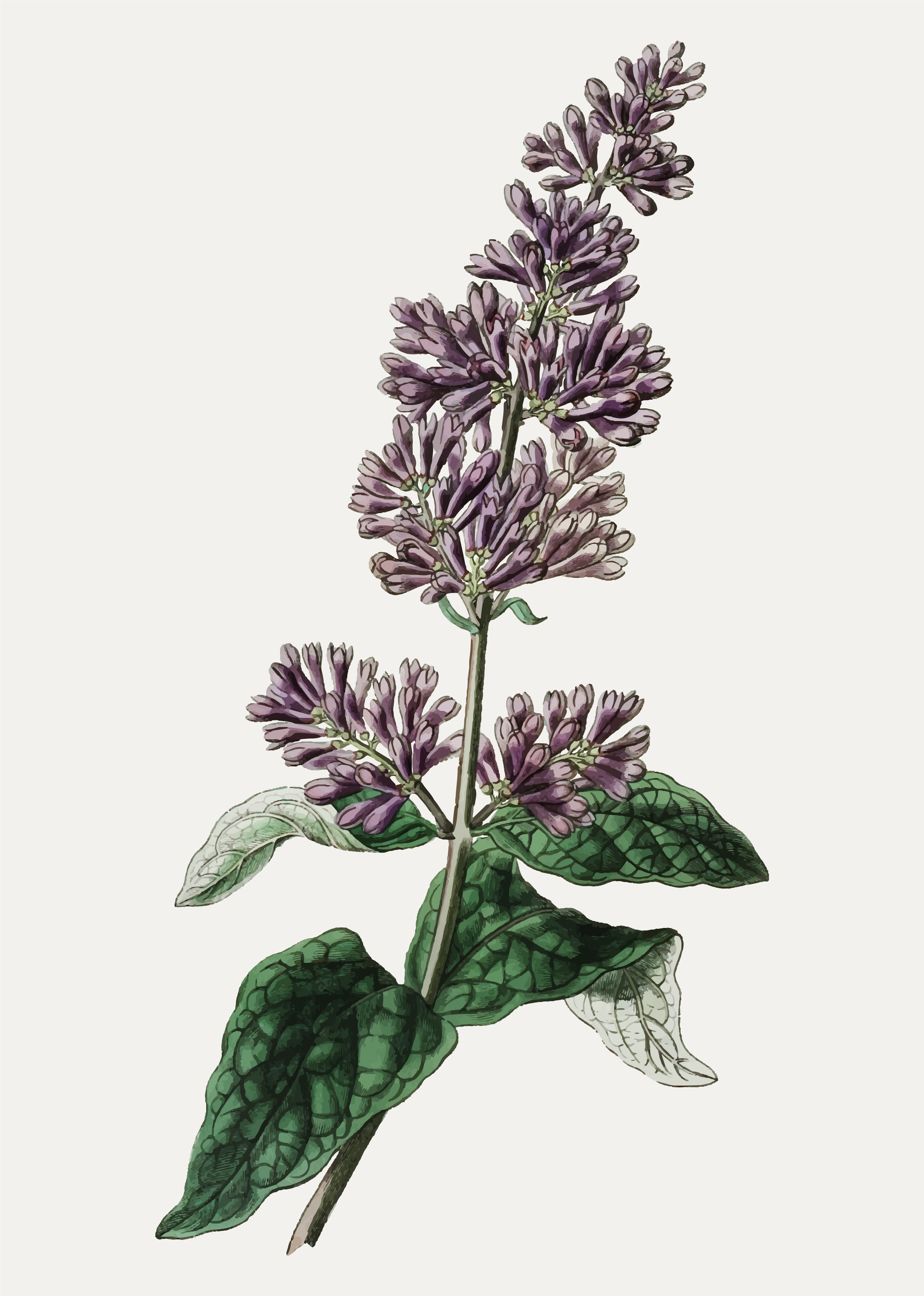 Download Lilac Background Free Vector Art - (149 Free Downloads)