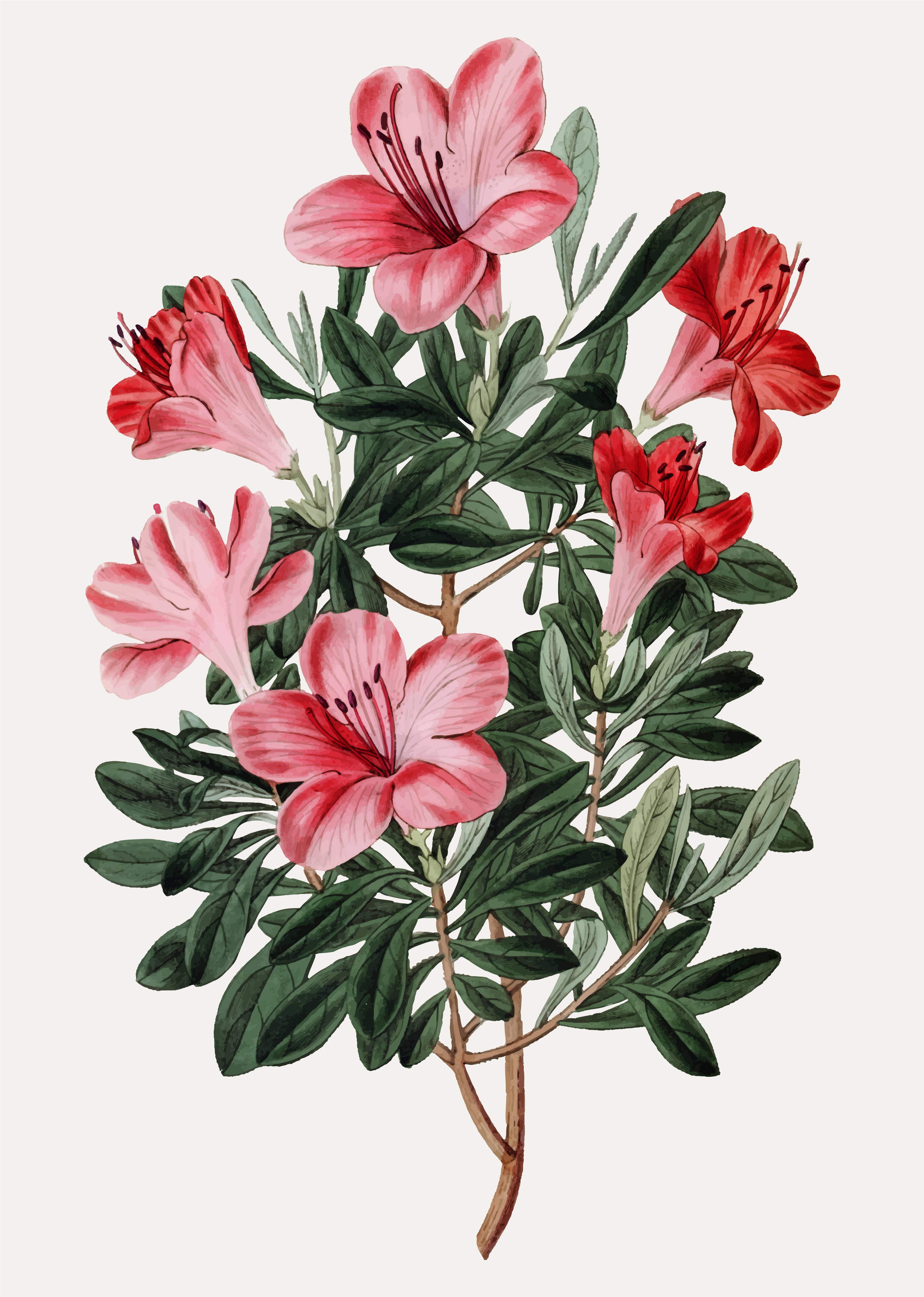 Red Chinese azalea - Download Free Vectors, Clipart Graphics & Vector Art